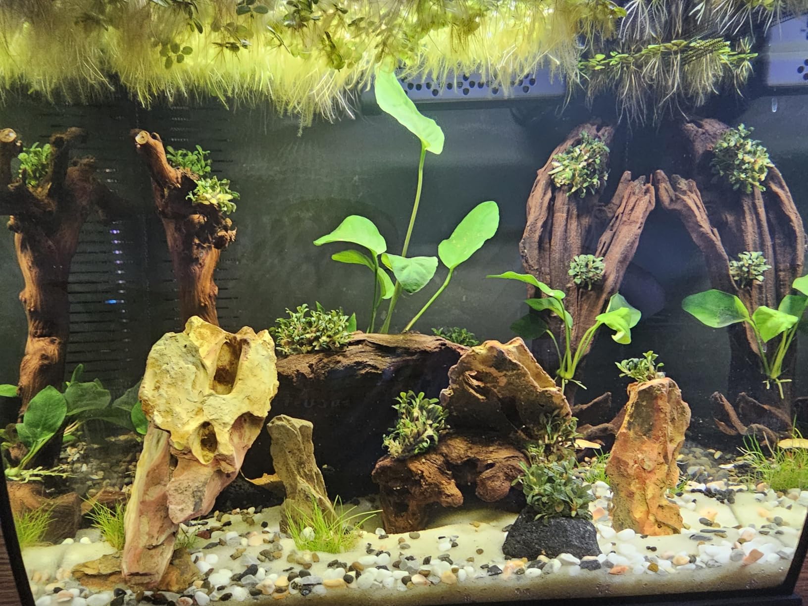 Flex 2.0 Aquarium Kit, 9 Gallon | Freshwater Fish Tank with Curved Glass, Includes 7500K LED Light, Lid and 3-Stage Filtration System customer photo 2