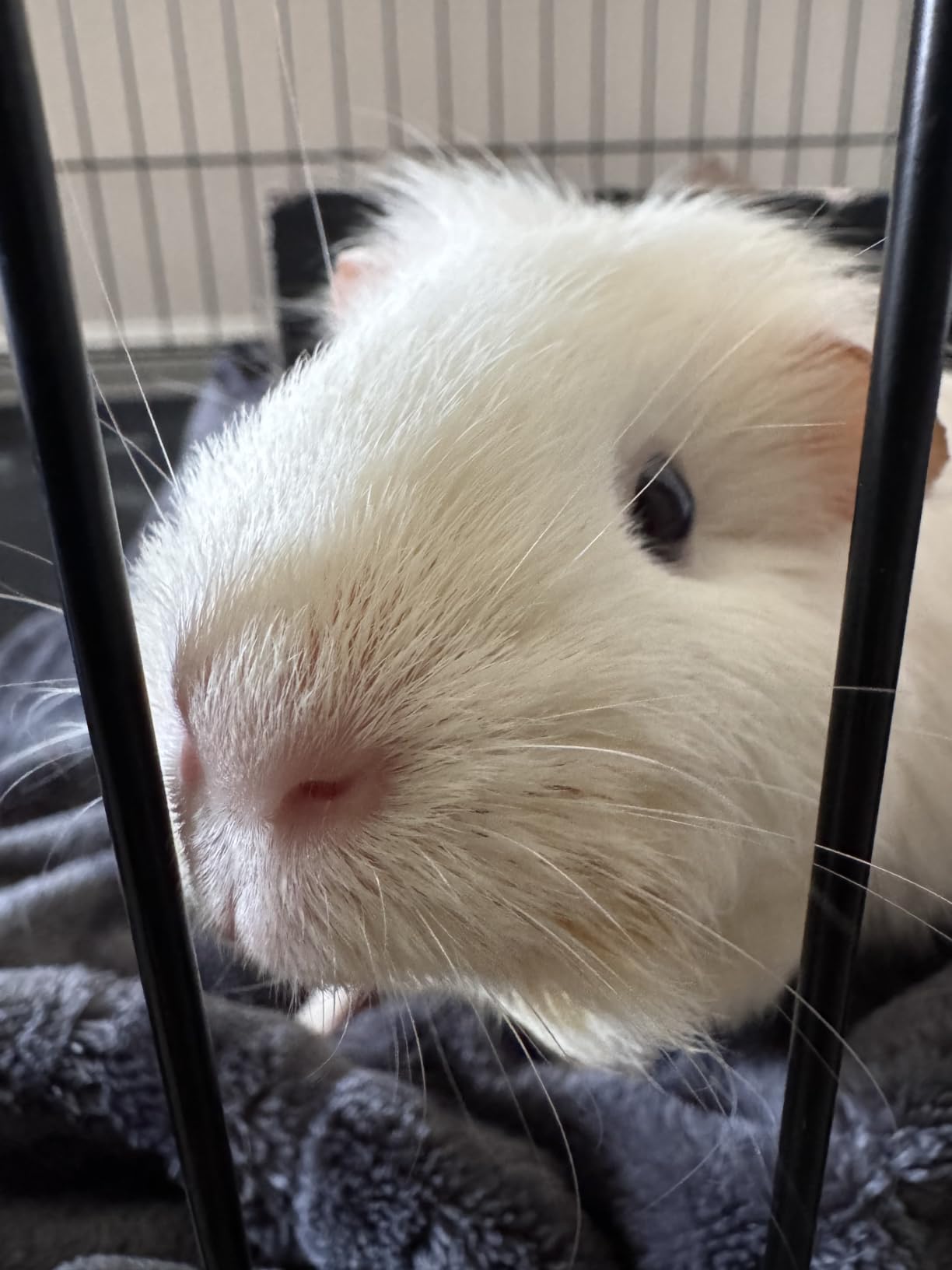 Guinea Pig Cages DIY Small Animal Playpen with Waterproof Liner customer photo 1