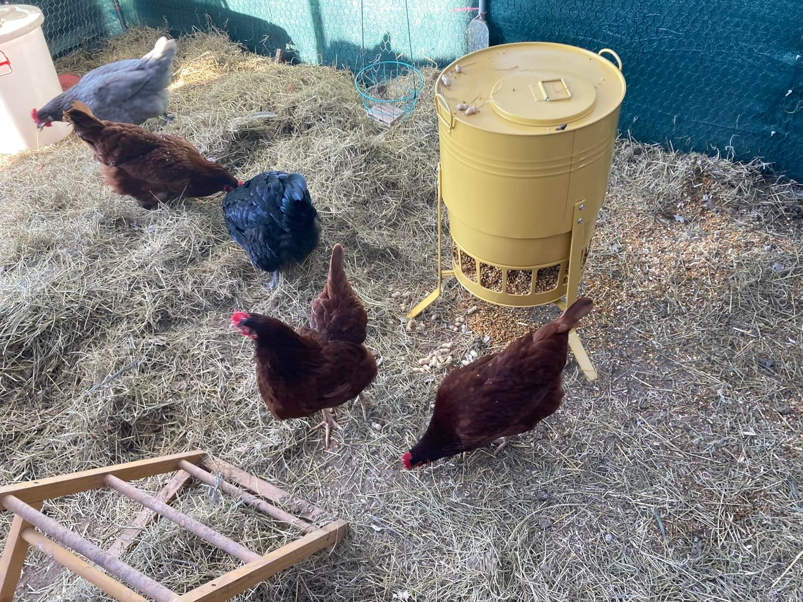 KOL Chicken Feeder No Waste for Coop & Outdoors, 16 Port 50lbs Poultry Feeder with Spill-Control Design, Rust-Proof Powder Coated Metal & Smooth Safe Edges (Avocado Green) customer photo 1