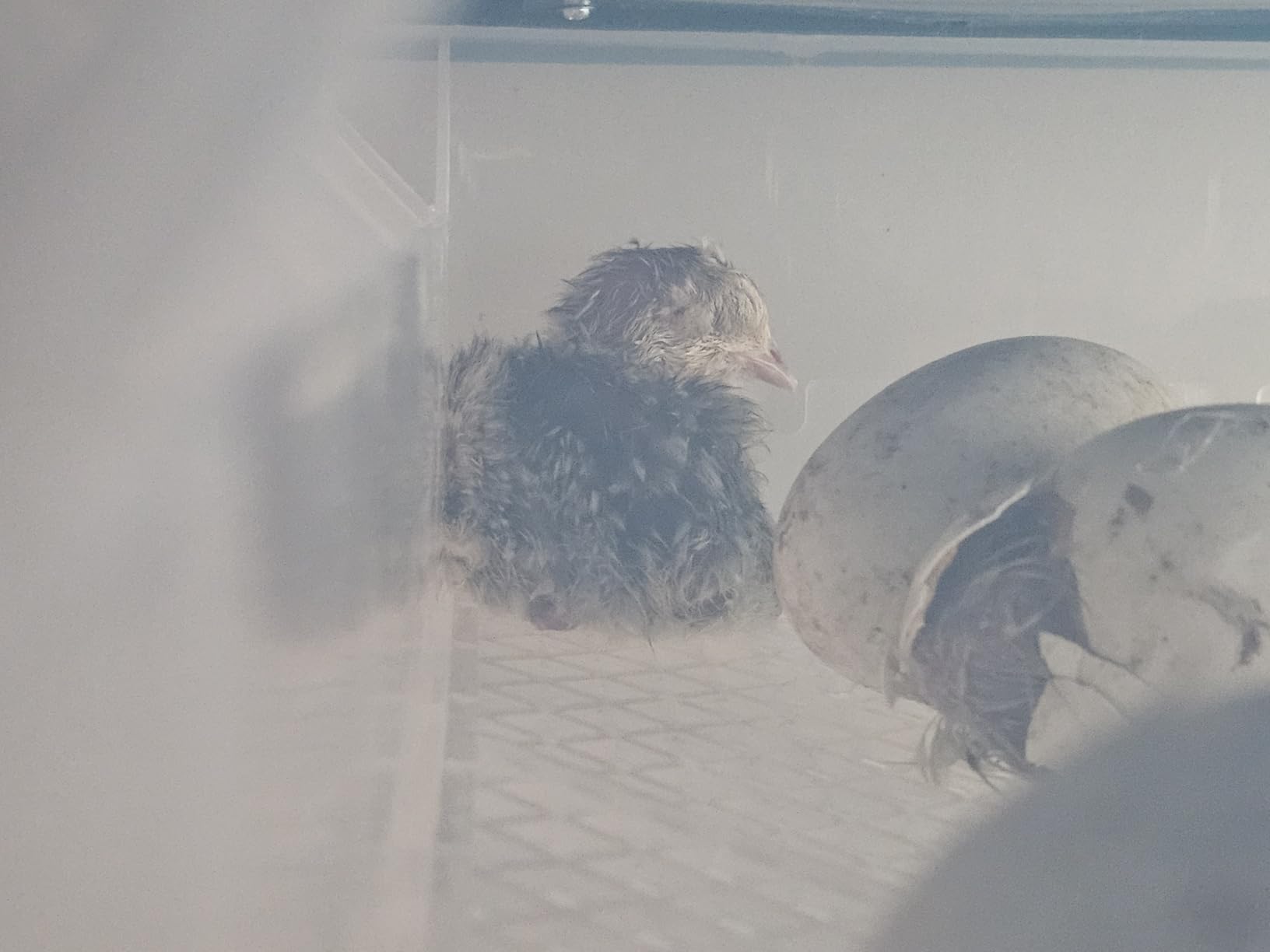 Incubators for Hatching Eggs 120, Chicken Egg Incubator with Automatic Egg Turning and Humidity Display, Temperature Control with 5 Automatic Incubation Modes, Incubation Day Counter customer photo 2