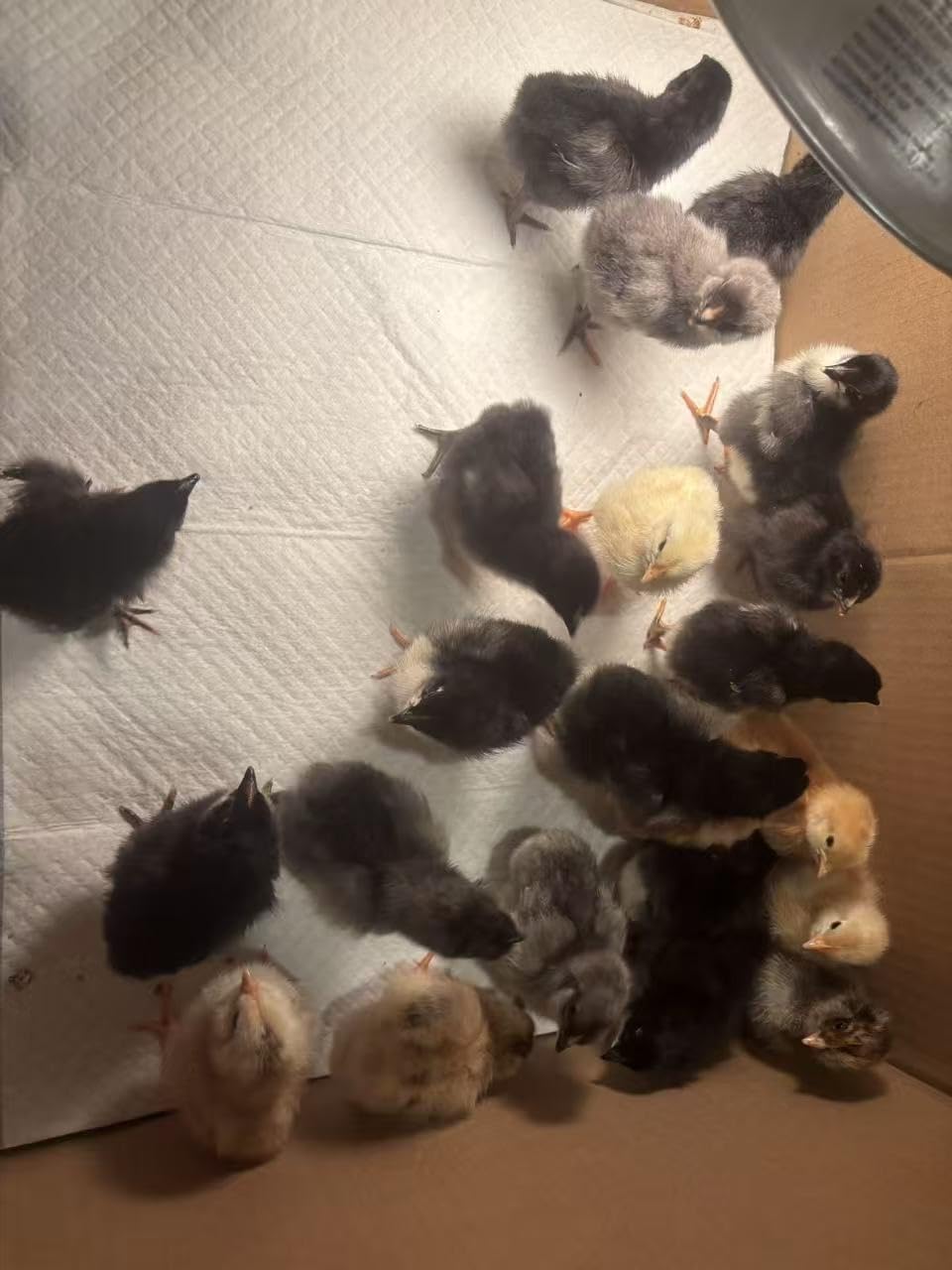25 Egg Incubators for Hatching Eggs, Auto Turning, Temp & Humidity Control | Auto Water Refill, Auto Egg Turning, Turning Timer, Incubation Timer, Built-in Egg Candler & Protective Wall Design customer photo 1