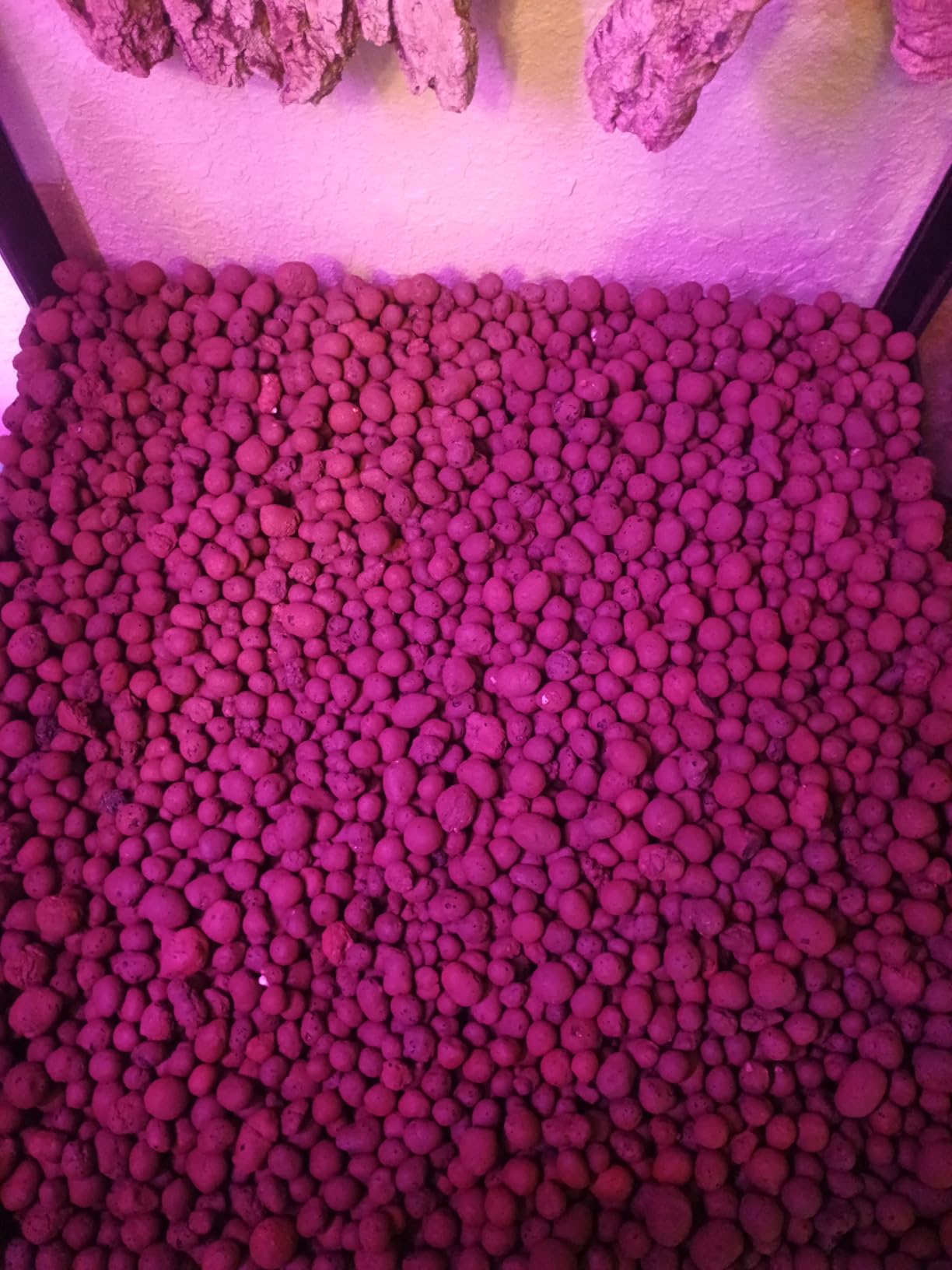 10 LB Organic Expanded Clay Balls Terrarium Substrate for Reptiles | Drainage & Humidity Control, Reusable Leca Balls for Bioactive Setups customer photo 1