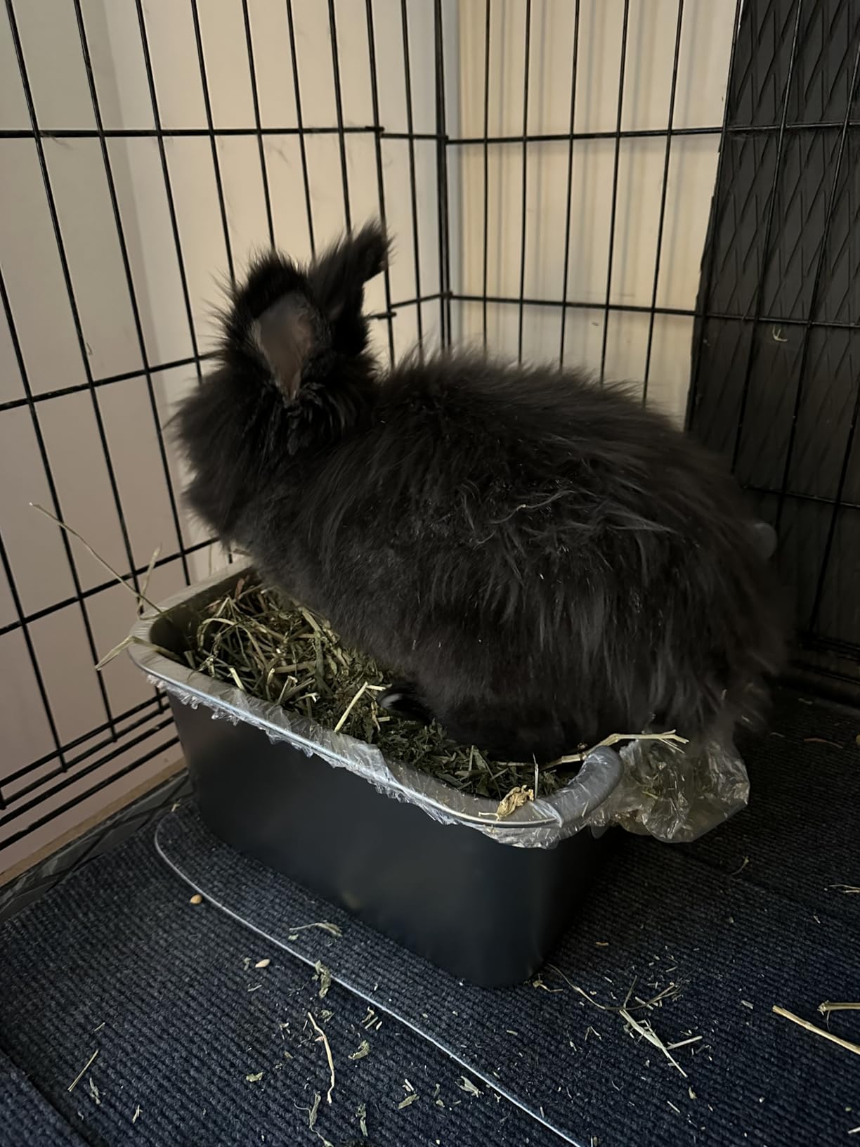 Rypet Large Stainless Steel Rabbit Litter Box Set for Small Animals | High Sides & Low Entry, 304 Stainless Steel Sifting Tray, Bowl and Bottle Included, Non-Slip, Easy to Clean, Odor Control customer photo 2