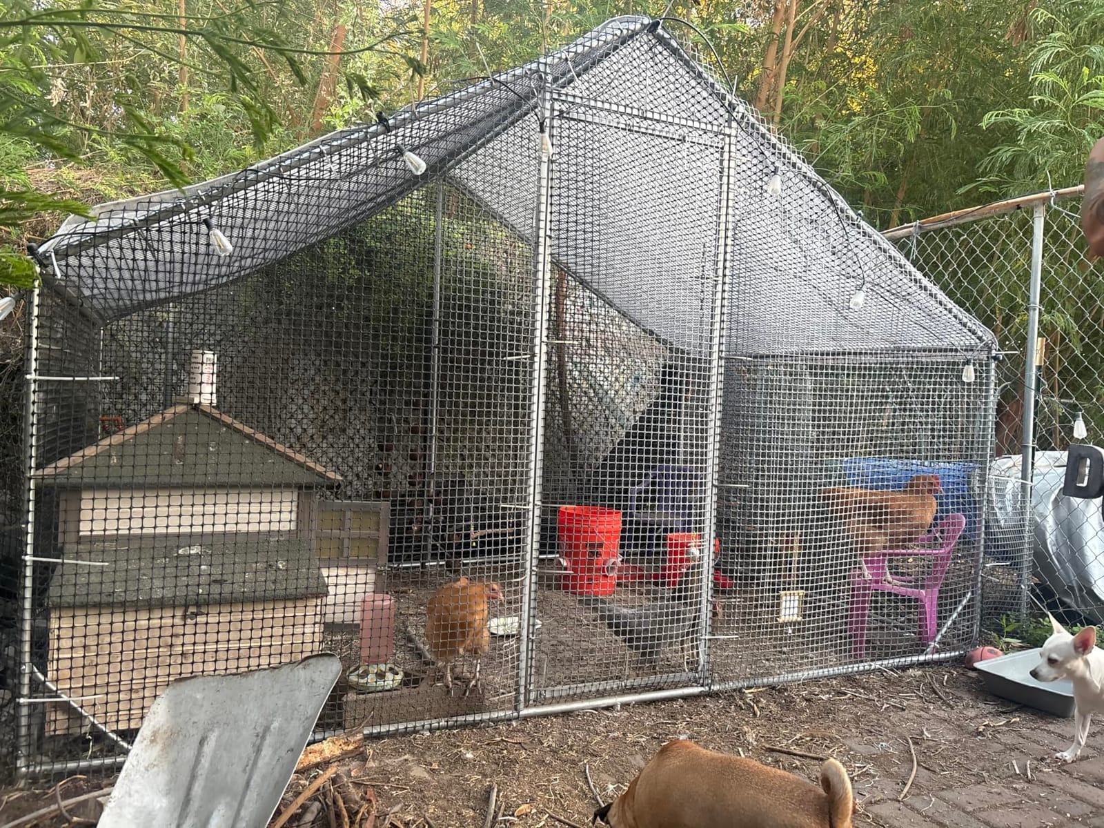 CAMMOO Metal Chicken Coop, 13.1x9.8x6.6ft Chicken Run for Yard with Cover | Upgrade Double Lock & Mesh, Stainless Steel Ties, Easy Assembly, Chicken Pen for Ducks, Rabbits customer photo 1