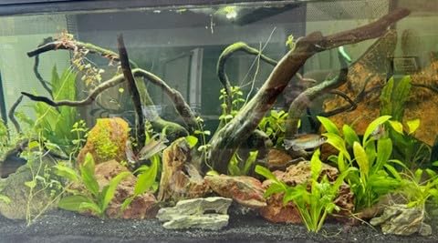 Digital Aquarium Water Test Kit, App-Enabled 10-in-1 Fish Tank Test Kit for Freshwater & Saltwater, Aquarium Test Strips for Fish Tanks, Reef, pH, Ammonia, Nitrate, Nitrite, GH, KH, Chlorine customer photo 1