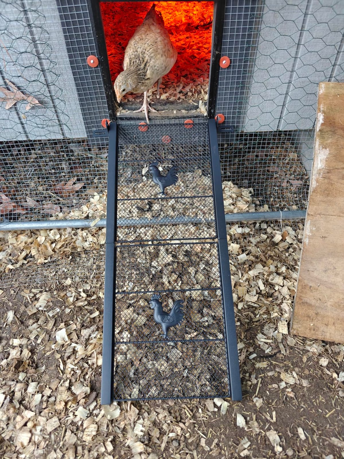Chicken Coop Ramp 52.5''L, Ladder Length Adjustable for Henhouse | Heavy Duty Metal Coop Steps for Feet Problem or Cannot Fly Chickens, Waterproof, Non-Slip, Rustproof, Sturdy&Easy to Clean customer photo 2