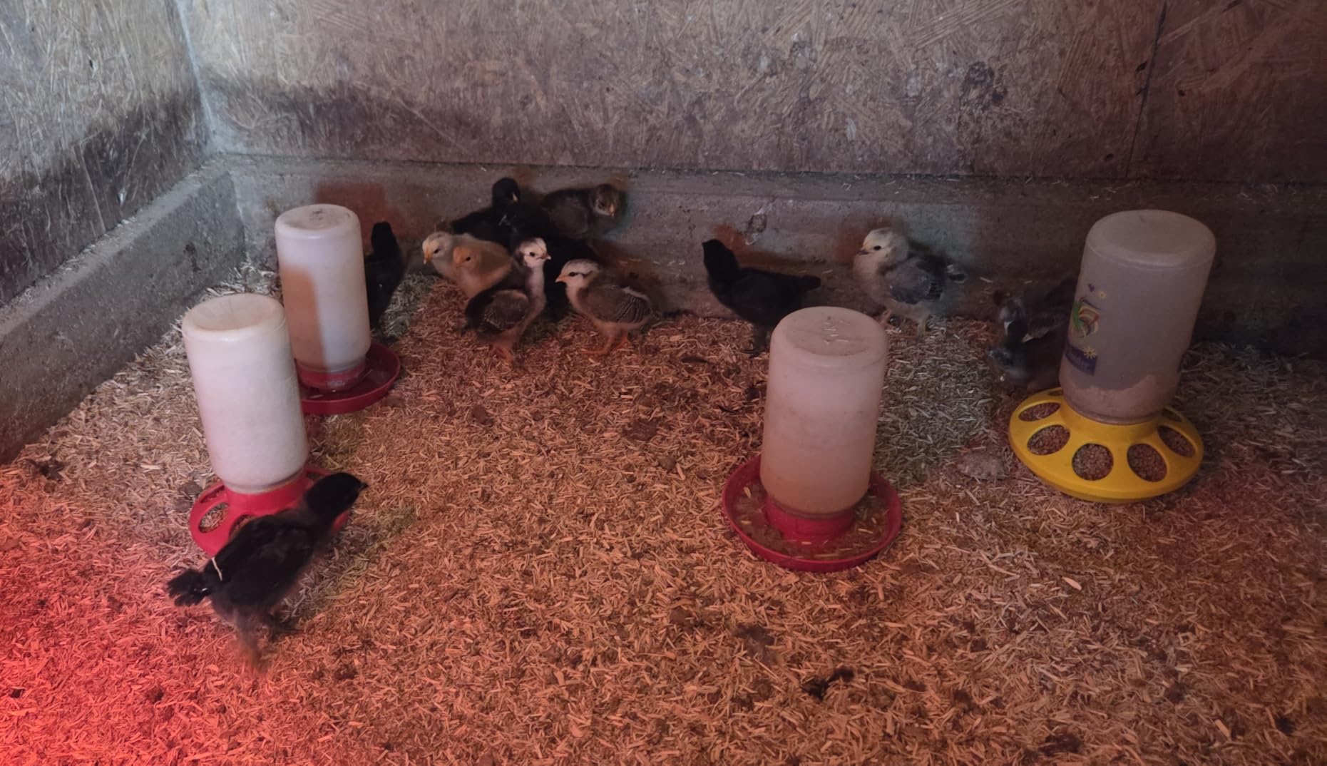 26 Incubators for Hatching Eggs Smart Voice Control Incubator with Auto Temp Humidity Automatic Egg Turning 360° View Built in Egg Candler and Chick Holding Area for Chicken Duck Goose Quail Eggs customer photo 2