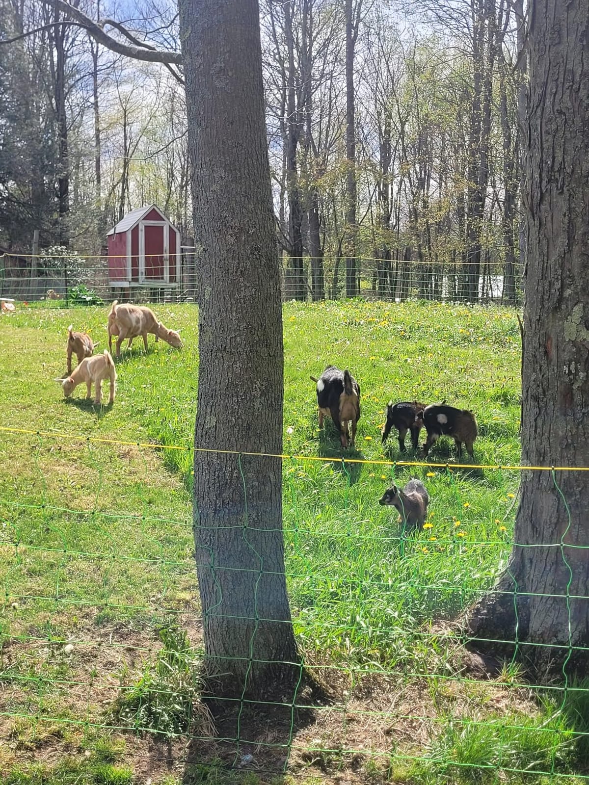Electric Fence Netting, 164'L x 49.6