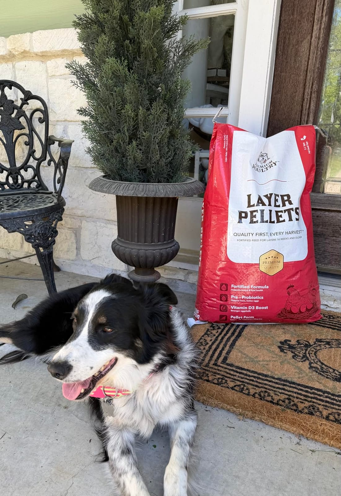 Chicken Layer Feed Pellets, 16% Protein, 40lb, Made in USA | Supports Consistent Egg Production, Strong Eggshells, Calcium Absorption & Vitamin D3, Ideal for Backyard Flocks customer photo 2