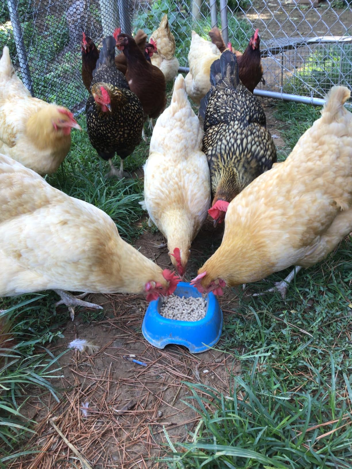 All Flock Feed Pellets, 18% Protein, 40lb, Made in USA customer photo 2