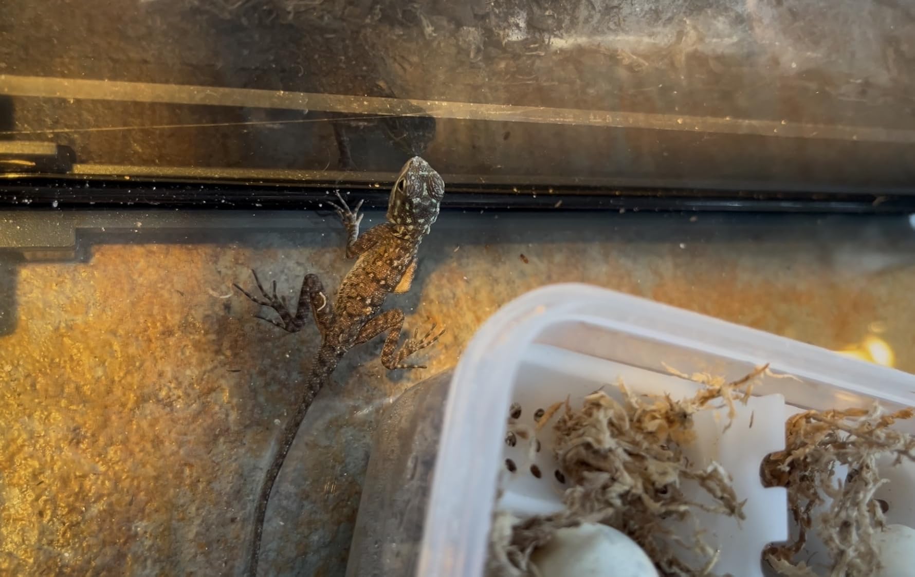 16 Grids Reptile Egg Incubator Box Turtle Lizard Gecko Snake Hatching Container Complete Kit with Tweezers Clip Vermiculite Spray Bottle customer photo 1