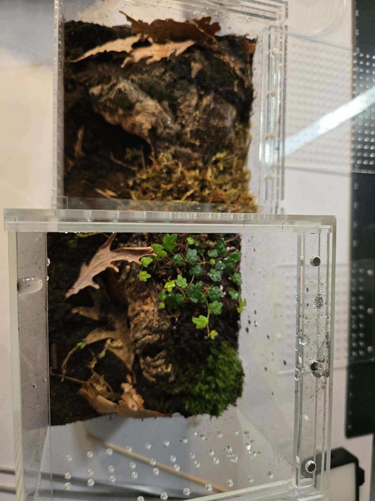 Reptile Tall Terrarium, 11 Gallon Vertical PC Terrarium, 12x12x18 Habitat Enclosure with Front Opening Door and Top Screen Ventilation customer photo 2
