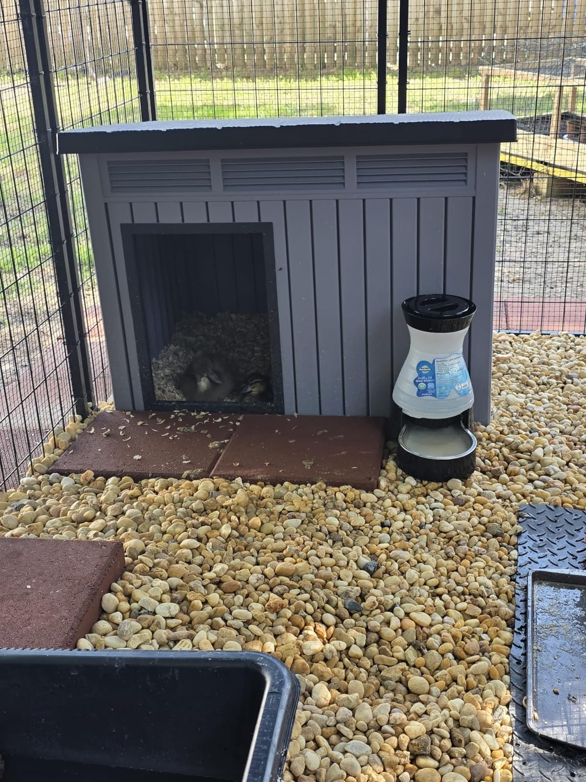 VIXZEN Chicken Coop, Resin PP Material Outdoor Duck House, Wood Grain Finish Sloped Roof Poultry Shelter, Gas Strut Top Opening Ventilated Duck Coop customer photo 1