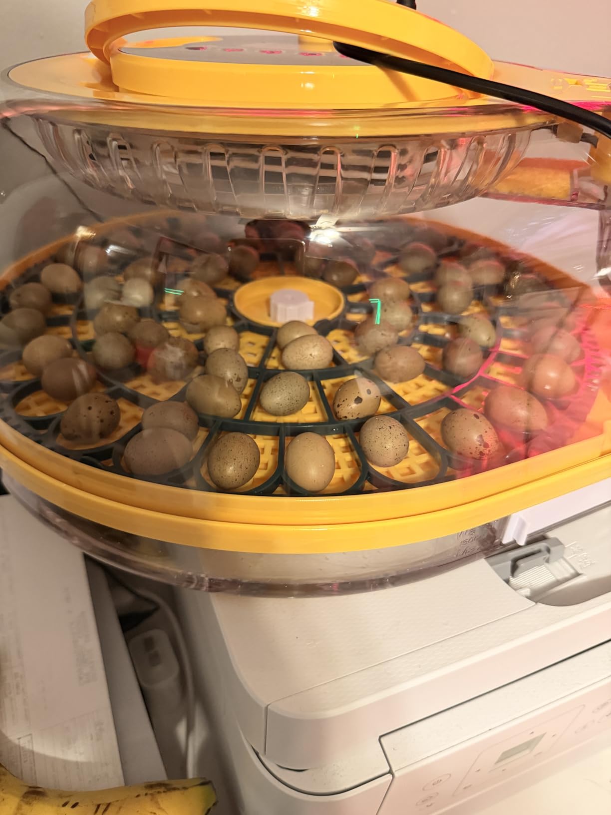 Incubators for Hatching Eggs, 56 Eggs Incubator with Egg Candler, Auto Egg Turner, Temp & Humidity Control, Hatch Day, 360° Viewing for Chicken, Duck, Quail Eggs, Ideal for Farm, School and Lab, Blue & Yellow customer photo 1