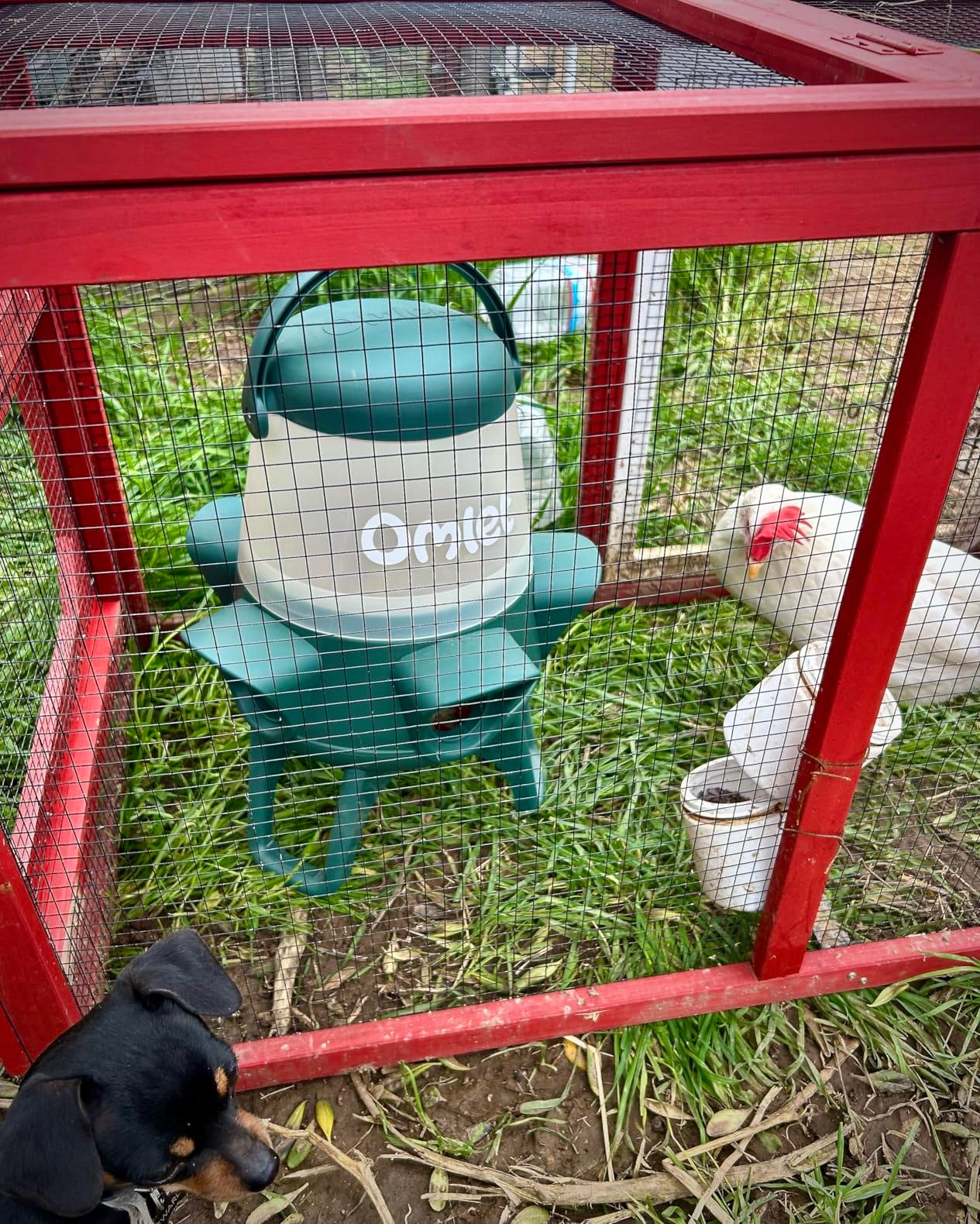 Omlet No Waste Chicken Feeder for Coop | Large 25lb Anti-Spill Poultry Feeder with 6 Feeding Ports | Feeds 12 Hens for 7 Days | Hanging or Free Standing | Weatherproof customer photo 2