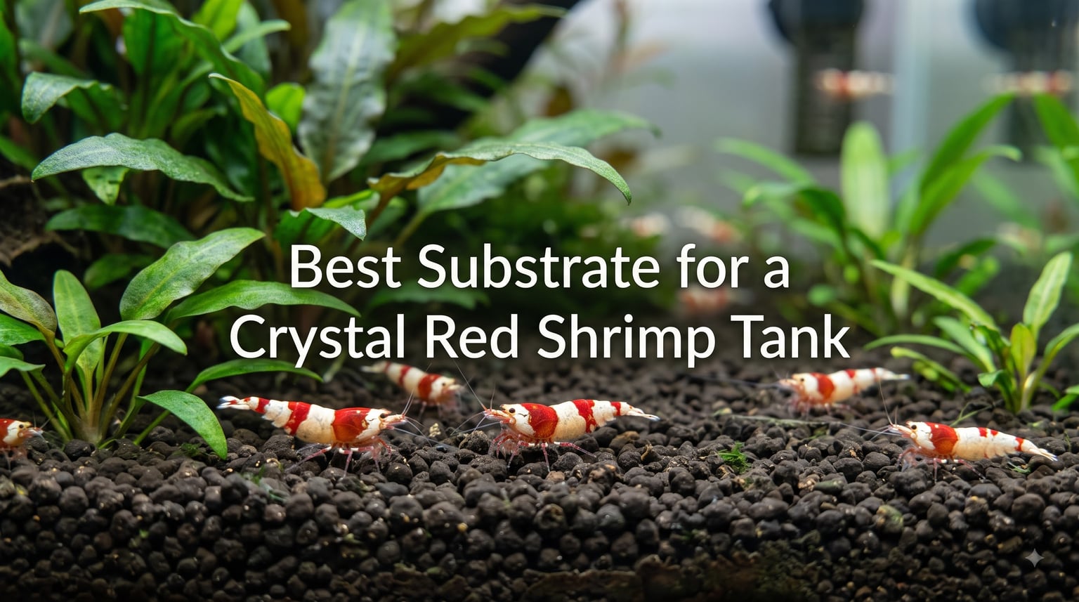 Best Substrate for a Crystal Red Shrimp Tank