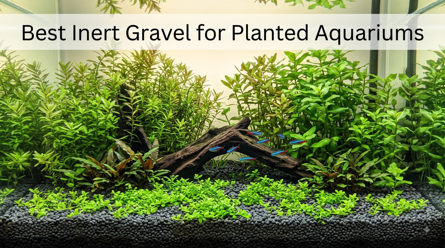 Best Inert Gravel for Planted Aquariums