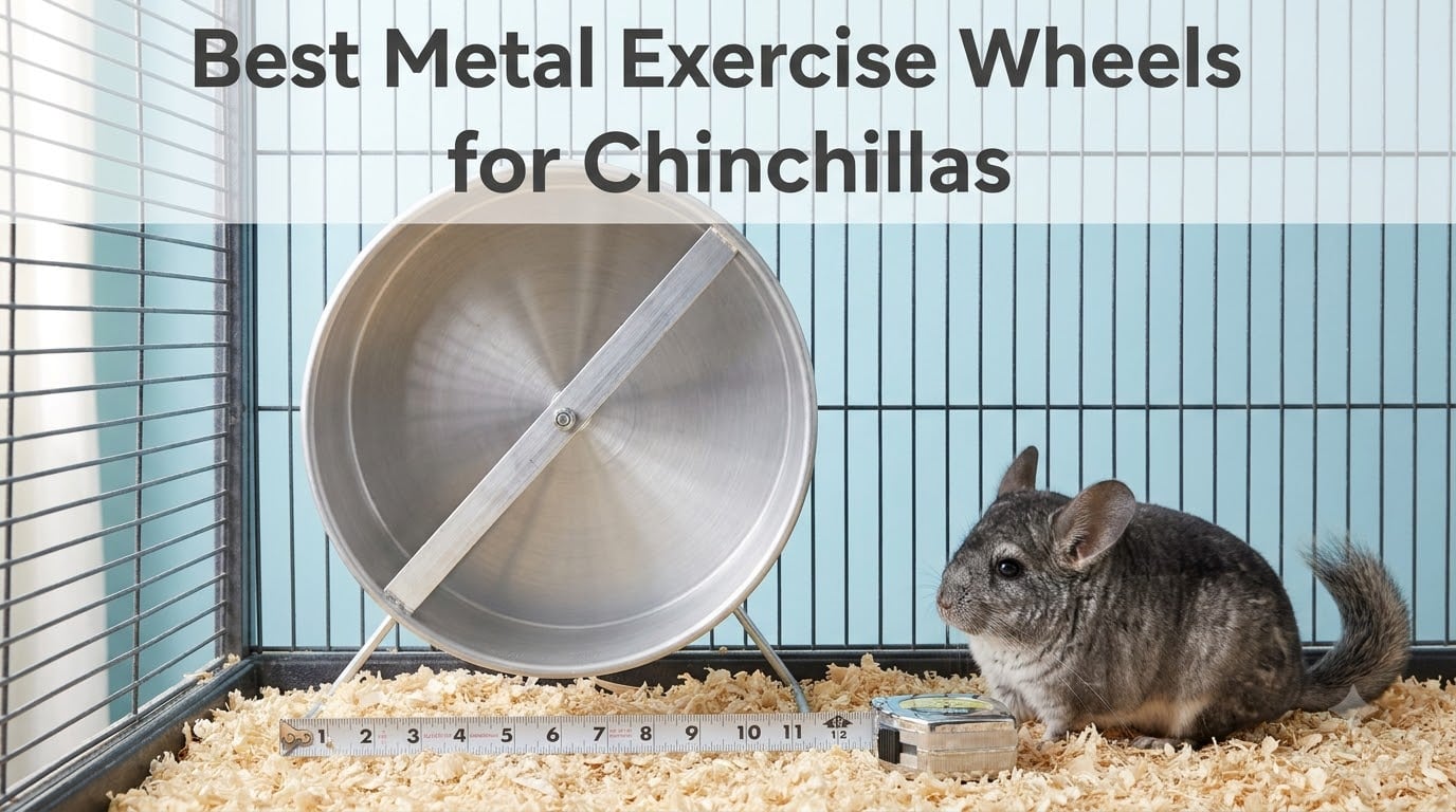 Best Metal Exercise Wheels for Chinchillas