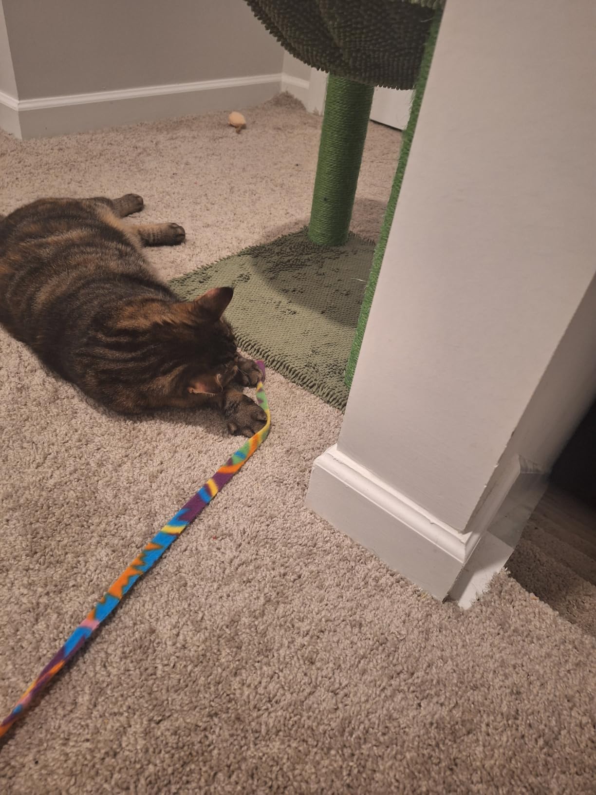 Cat Dancer Products Charmer Interactive Cat Toy customer photo 1