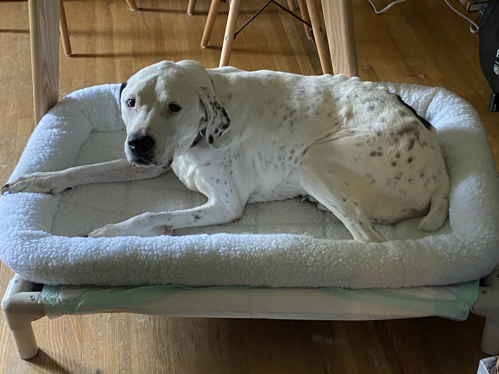 MidWest Homes for Pets QuietTime Dog Bed - White Fleece Bolster, Ultra-Soft and Machine Washable, Fits 24-Inch Crates and Carriers, for Small Breed Dogs customer photo 1