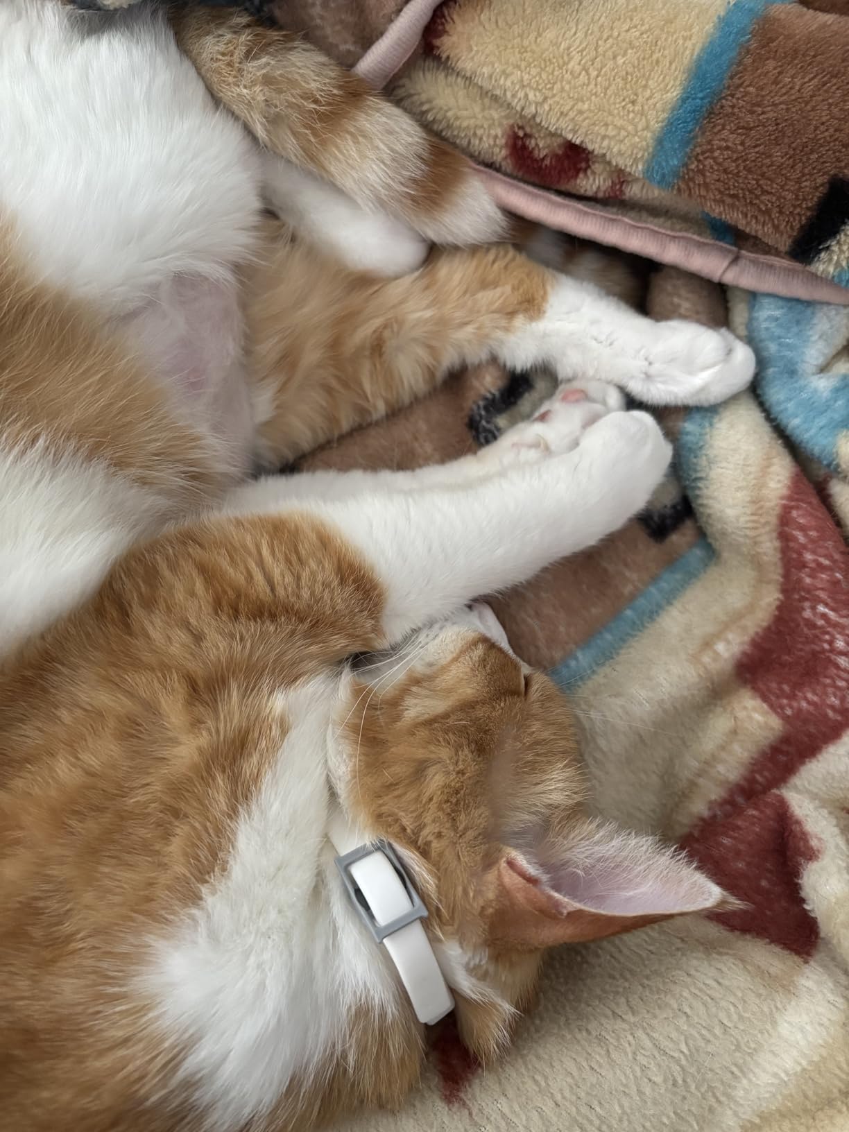 Hartz UltraGuard Flea & Tick Collar for Cats and Kittens, 7 Month Flea and Tick Protection and Prevention, White customer photo 1