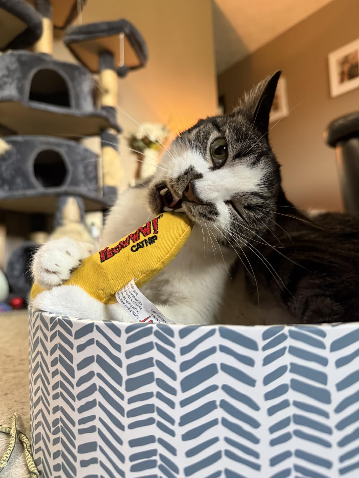 Yeowww! Catnip Chi-CAT-a Banana Toy for Cats - 7 Inches - Durable Cotton Twill - Made in the USA - Stuffed with Organically Grown Catnip customer photo 1