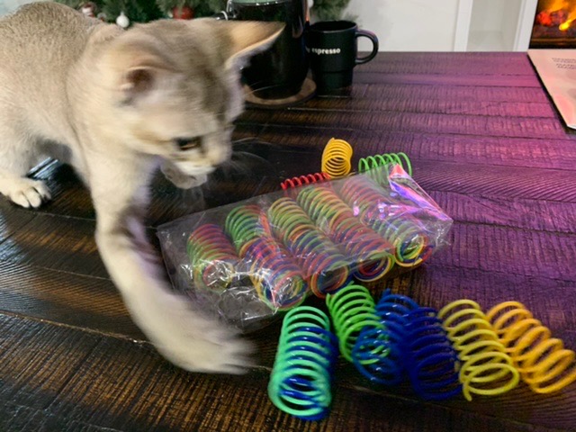 SPOT Colorful Springs Cat Toys – 3