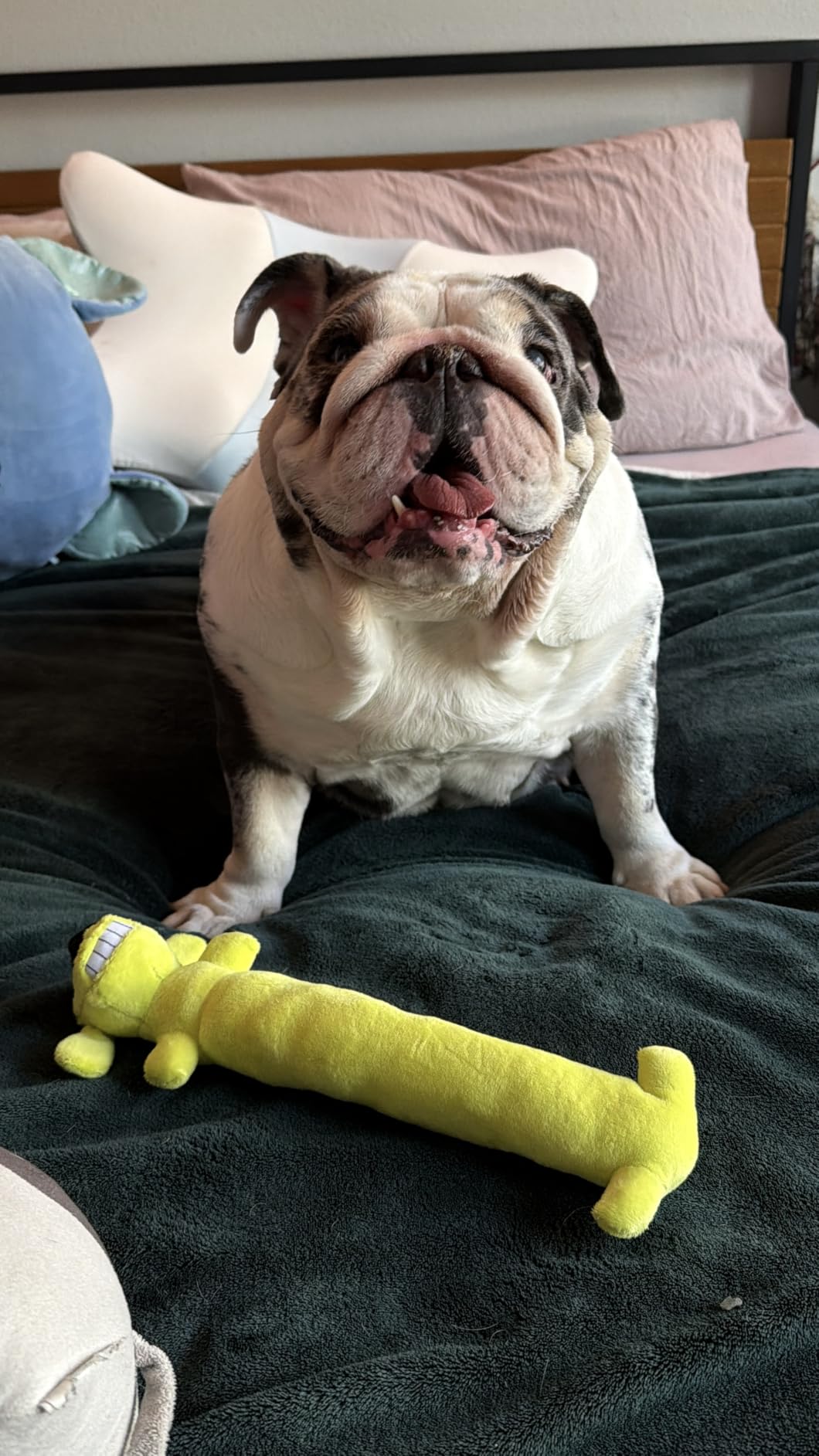 Multipet Original Loofa Dog Plush Toy - Squeaky Toy for All Dogs - Extra Soft Plush - Stuffed Animal Dog Toys for Playing (1 Count, 6”, Random Color Surprise) customer photo 2