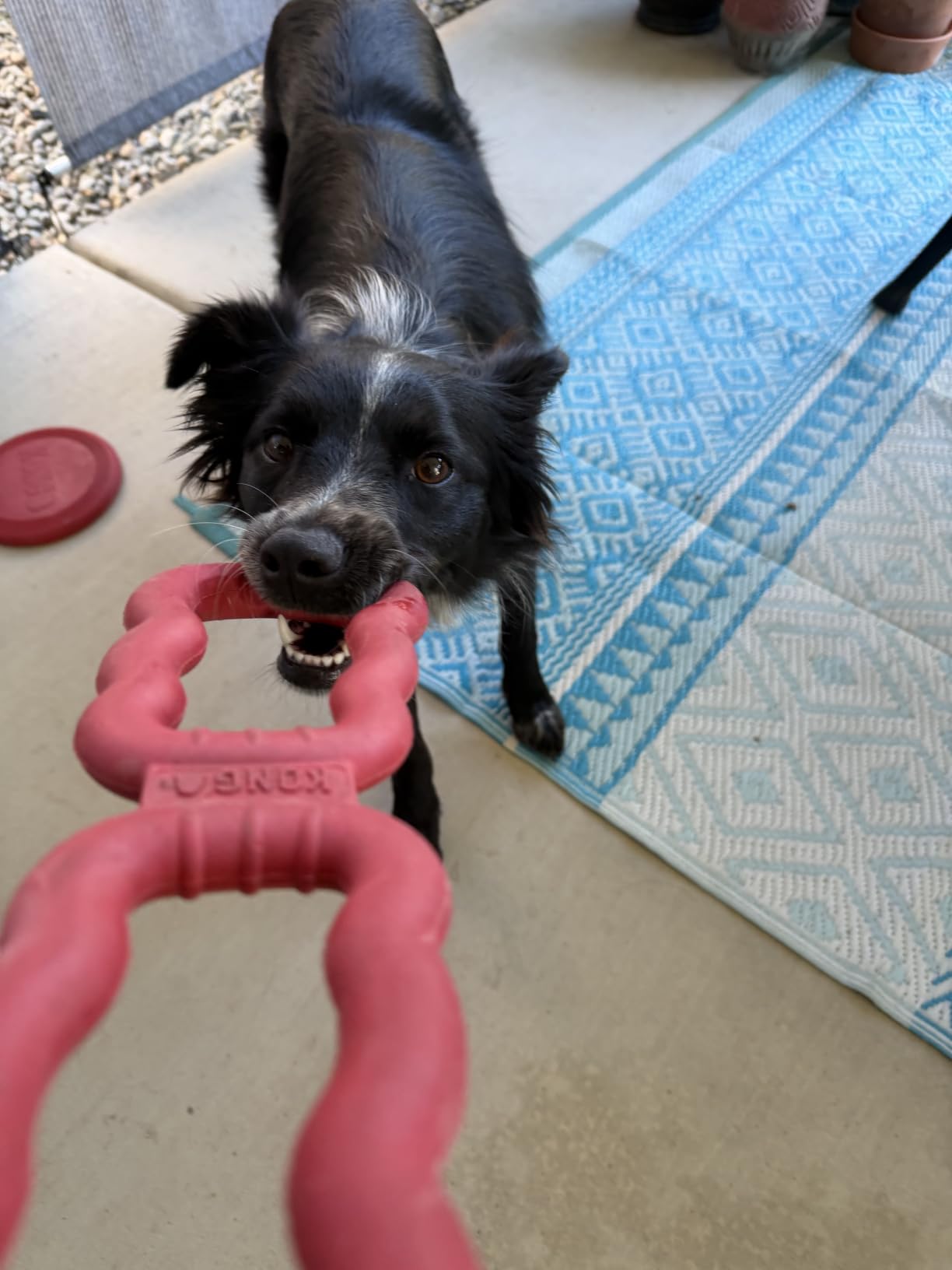 KONG Tug Toy, Natural Rubber Dog Toy for Tug of War, for Medium/Large Dogs customer photo 1