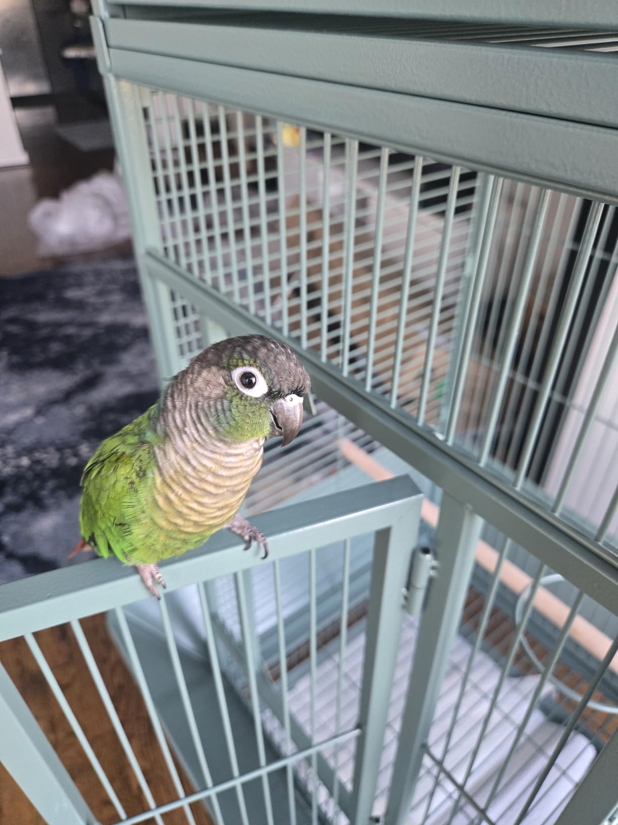 Prevue Pet Products Wrought Iron Select Bird Cage - L, Chalk White customer photo 1