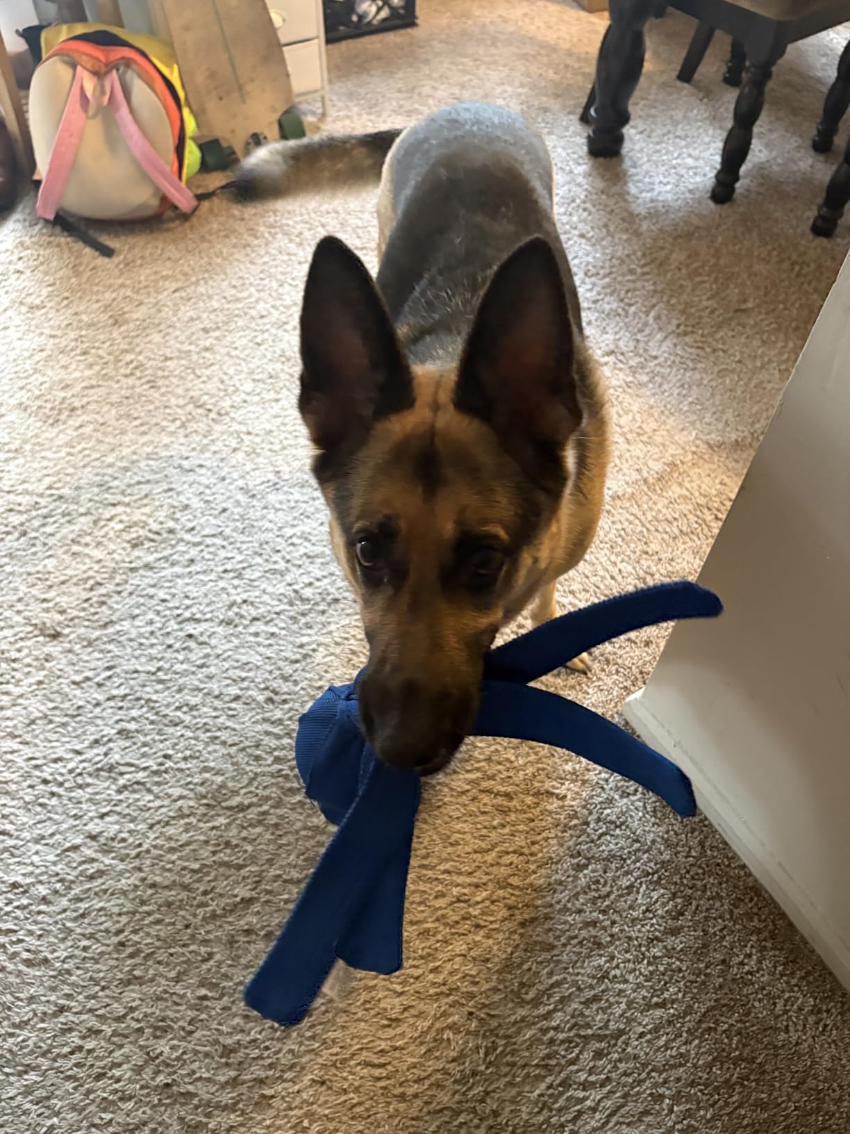 KONG Wubba Tug of War and Fetch Dog Toy, for XL Dogs customer photo 1
