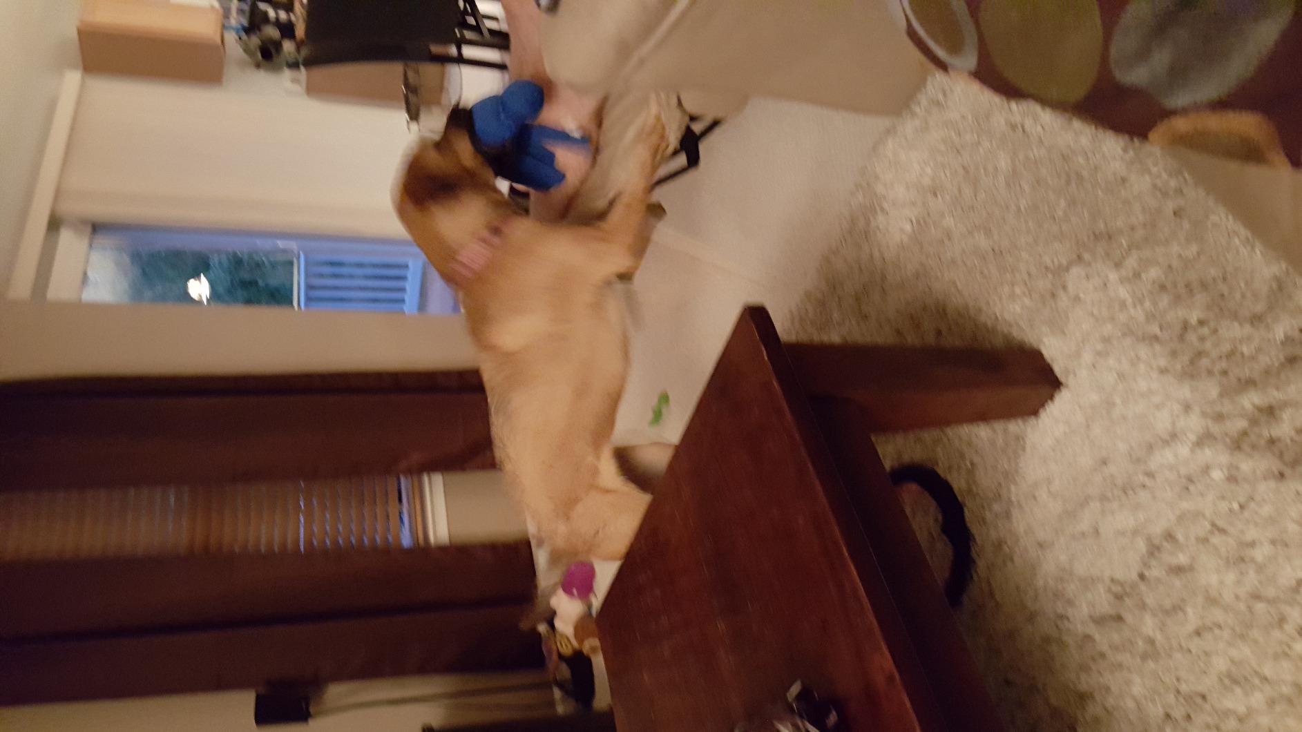 KONG Wubba Tug of War and Fetch Dog Toy, for XL Dogs customer photo 2