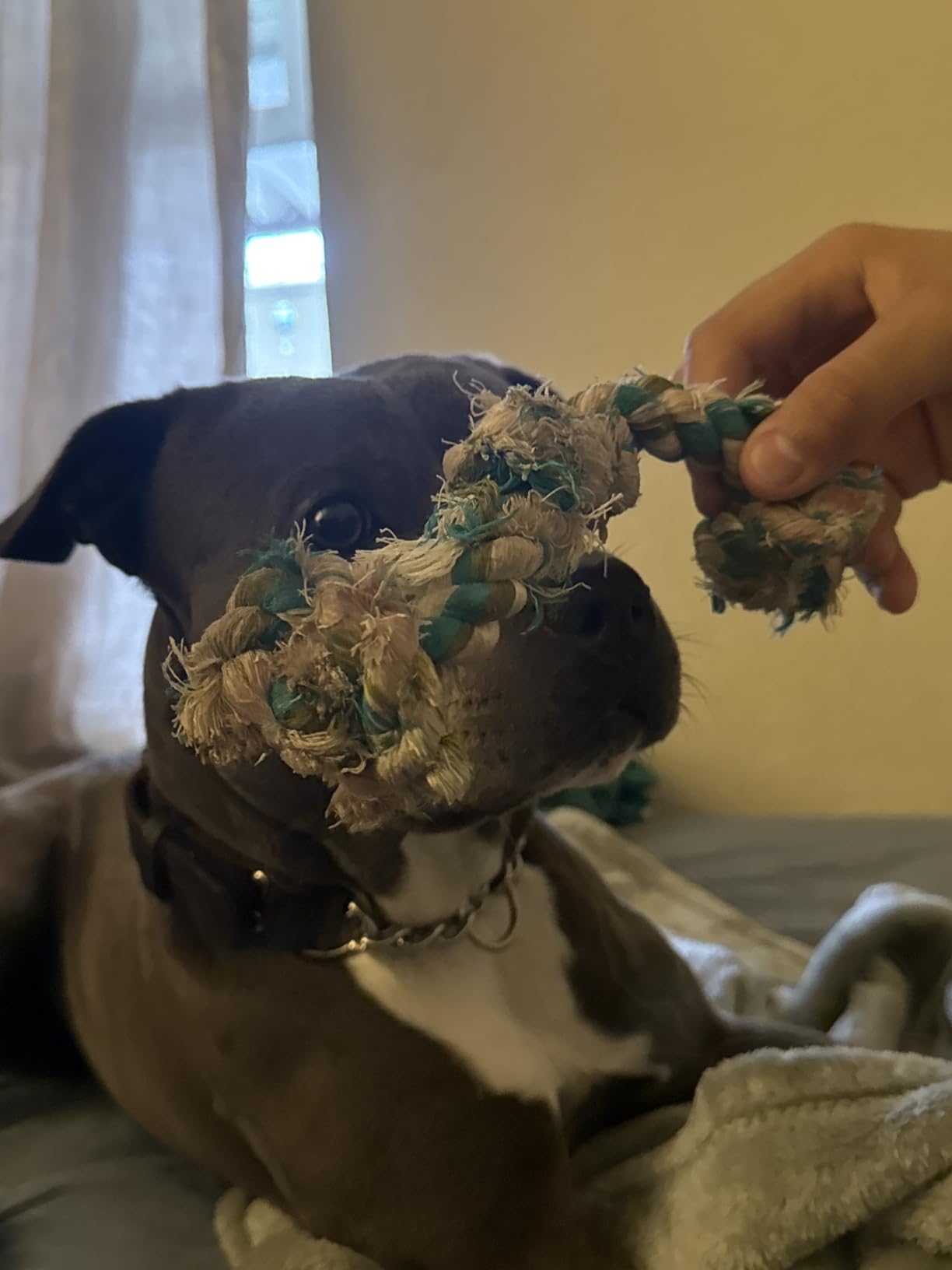 Mammoth Flossy Chews Rope Tug – Premium Cotton-Poly Tug Toy for Dogs – Interactive Rope Toy (Colors May Vary) customer photo 2