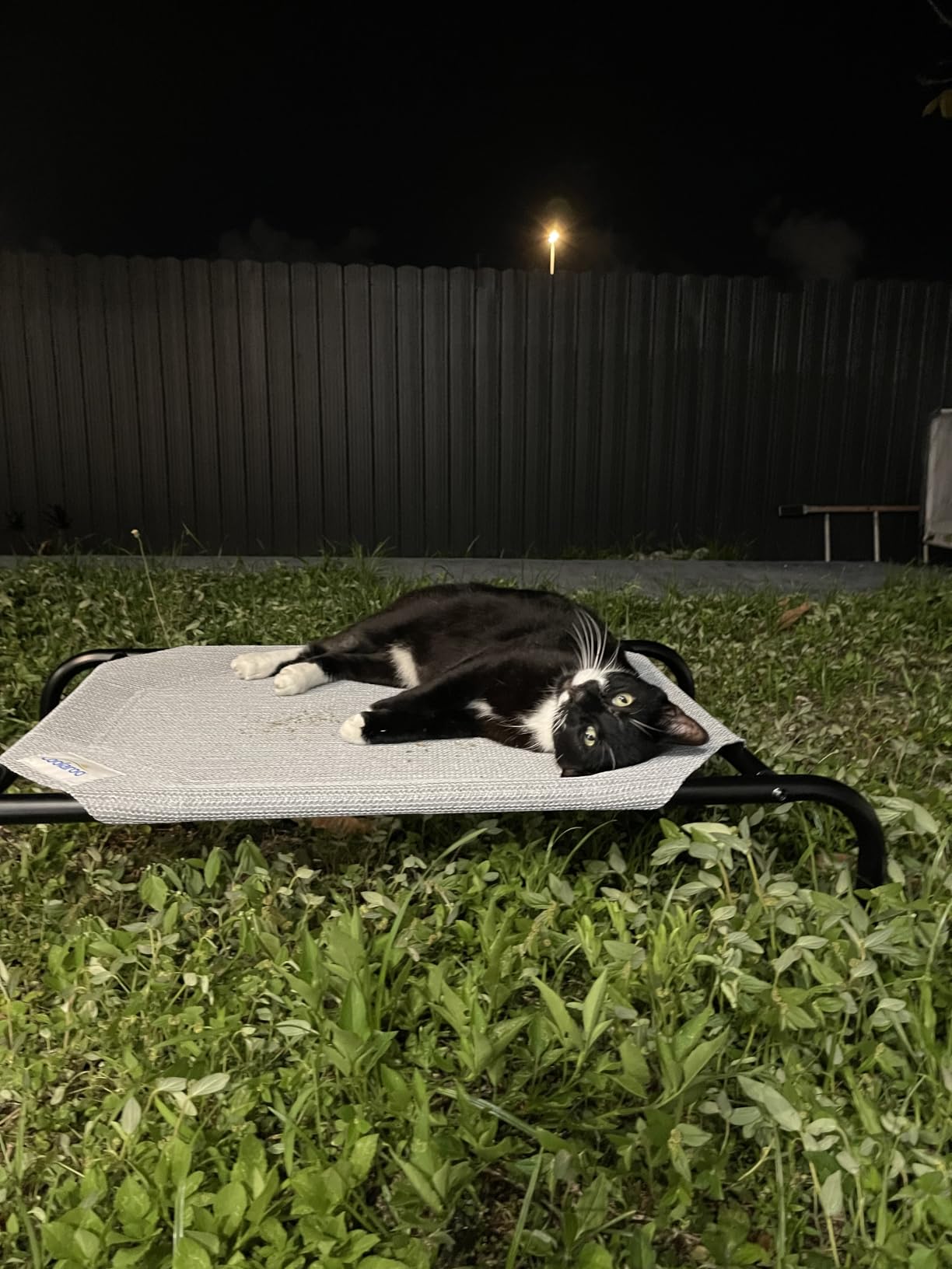 Coolaroo Original Elevated Dog Bed - Breathable Off-The-Ground Pet Bed with Cooling Fabric, Joint Relief & Moisture-Resistant Fabric, 100% Recyclable, Easy Clean, Grey, Small customer photo 1