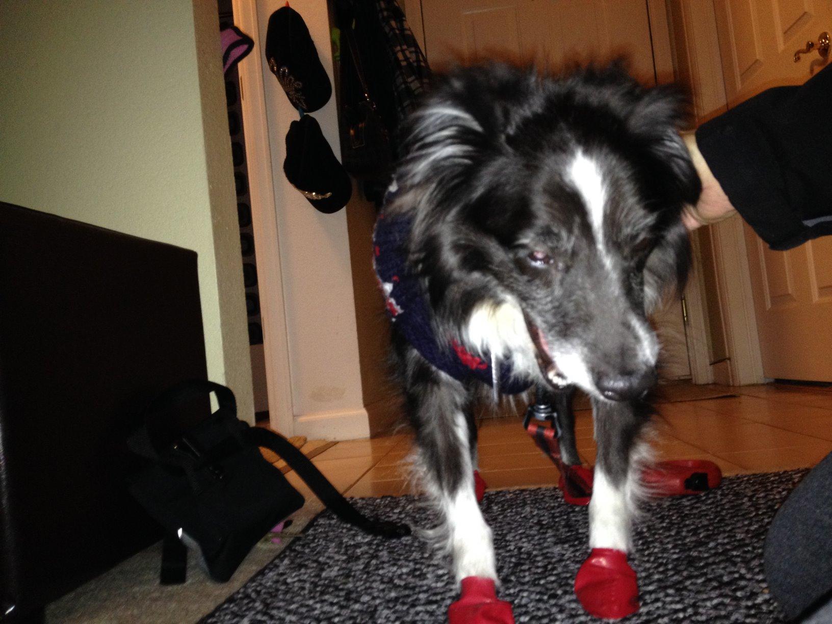 PawZ Rubber Dog Boots - Waterproof Non-Slip Dog Shoes for Hot Pavement, 12 Pack customer photo 2