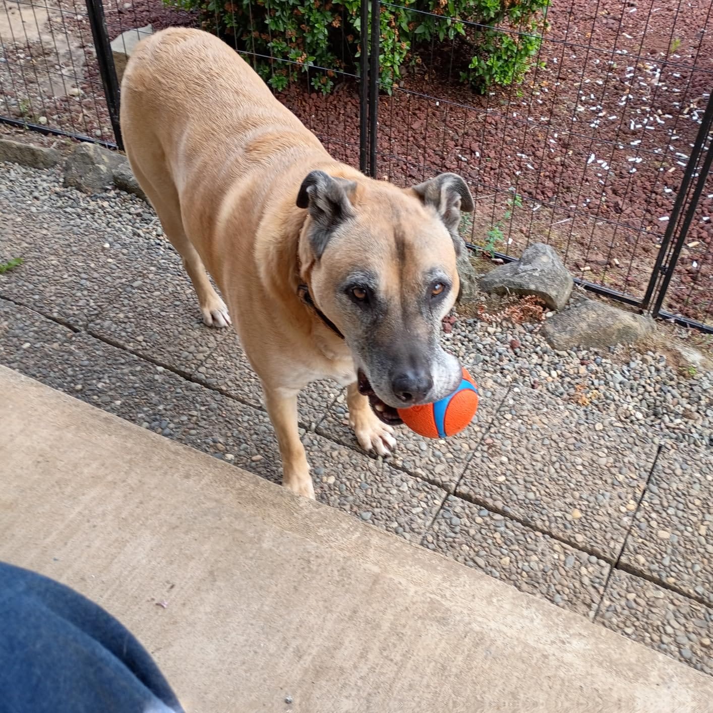 Chuckit! Ultra Ball Dog Fetch Toy, Large 3in, for 60-100lbs Dogs, Floats | Made from Durable Rubber, Super Bouncy and Floats in Water; Size Large, 3-In Diameter, for Dogs 60-100 lbs customer photo 1