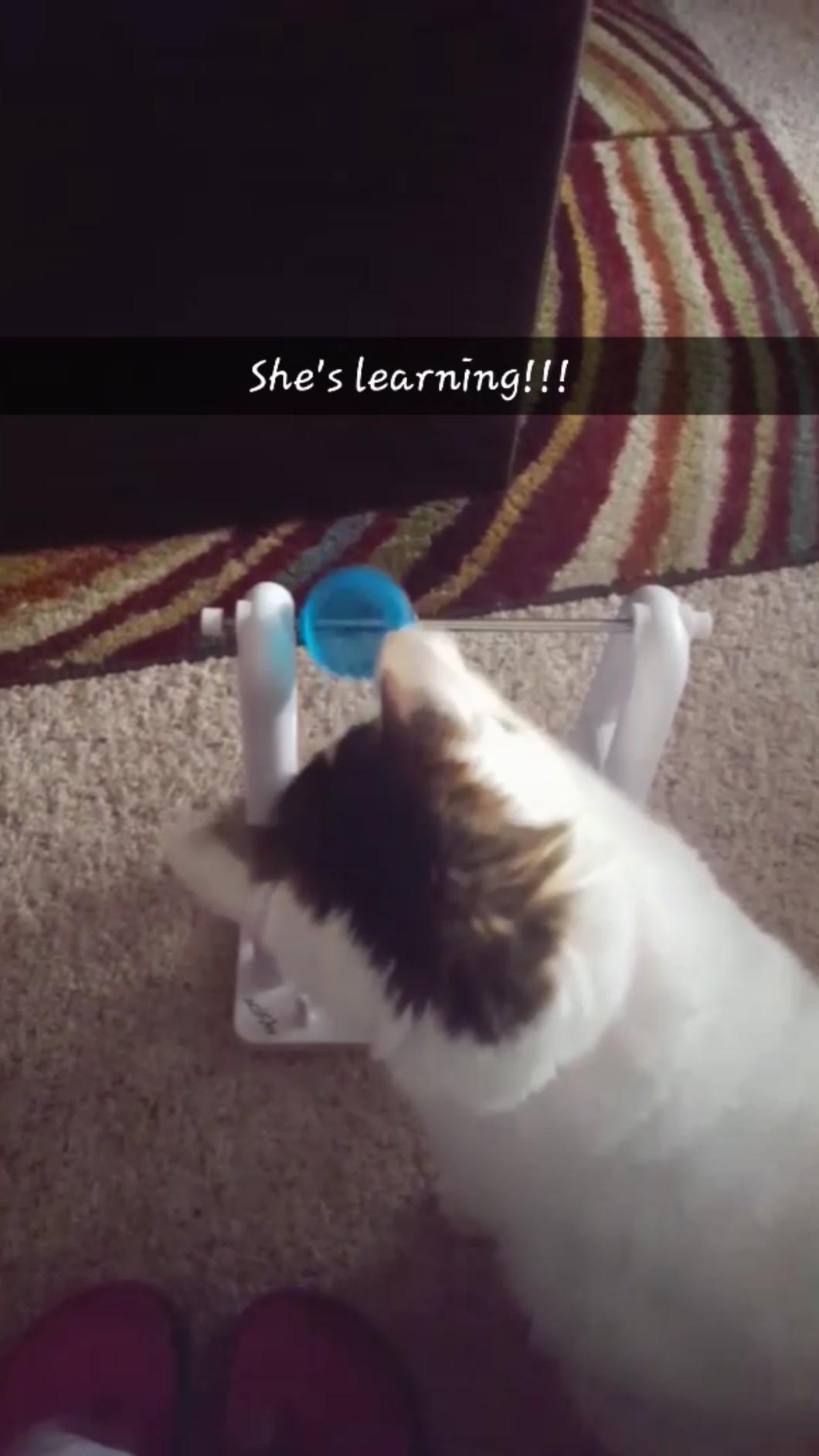 TRIXIE Cat Activity Turn Around Strategy Game, Slow Feeder, Interactive, Treat Toy, All Breed Sizes 9 x 7 x 13 in. customer photo 2