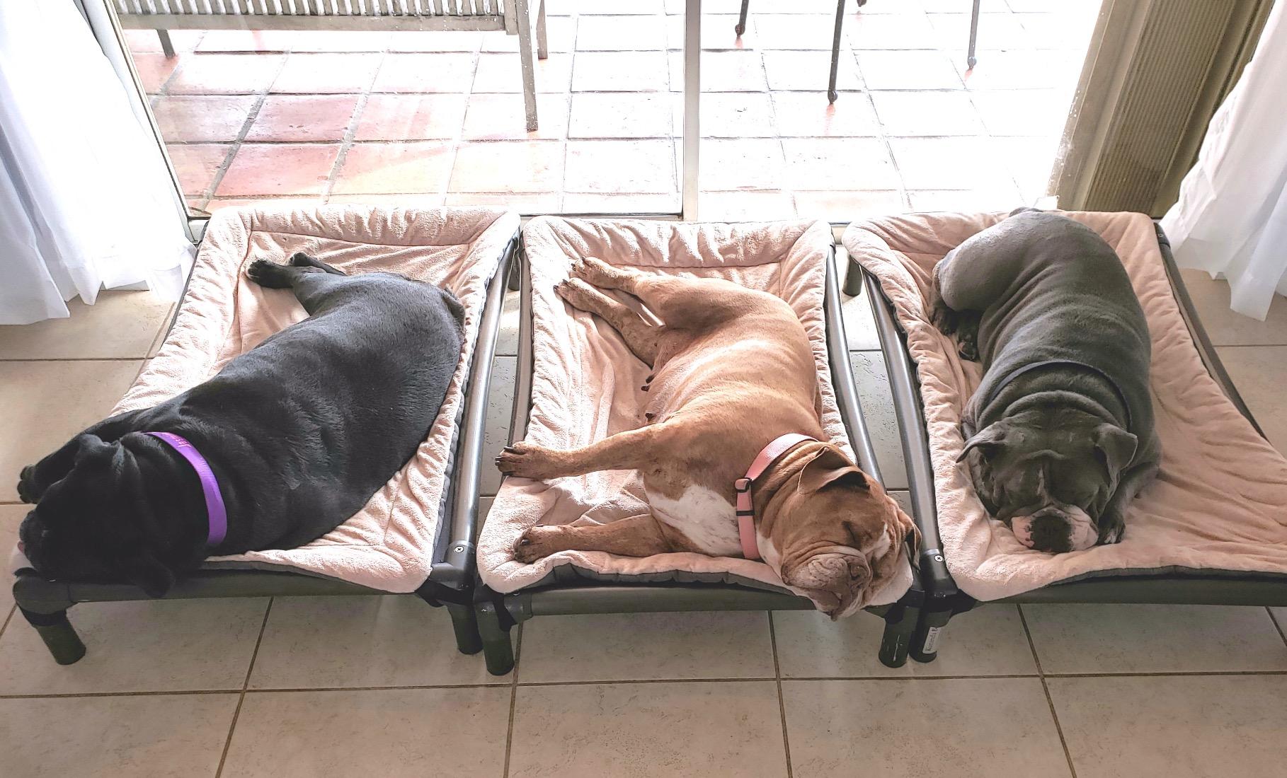 Kuranda Chewproof Elevated Dog Bed - Walnut PVC - 30