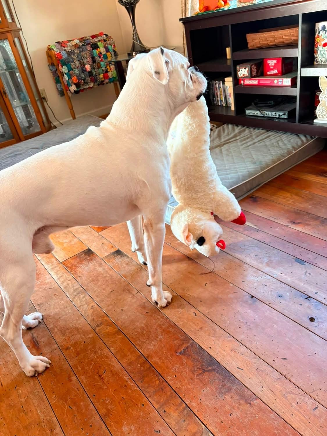 Multipet Lamb Chop Dog Plush Toy - Squeaky Toy for All Dogs - Extra Soft Plush - Stuffed Animal Dog Toy for Cuddling & Playing - Cute Pet Toy (6