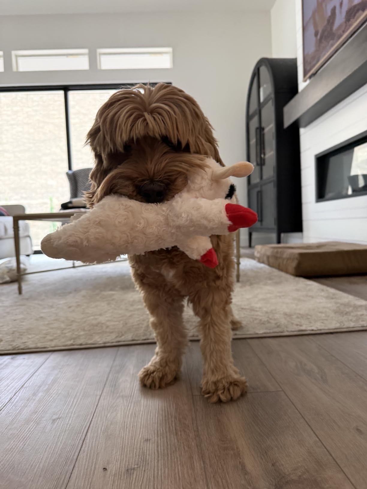 Multipet Lamb Chop Dog Plush Toy - Squeaky Toy for All Dogs - Extra Soft Plush - Stuffed Animal Dog Toy for Cuddling & Playing - Cute Pet Toy (6