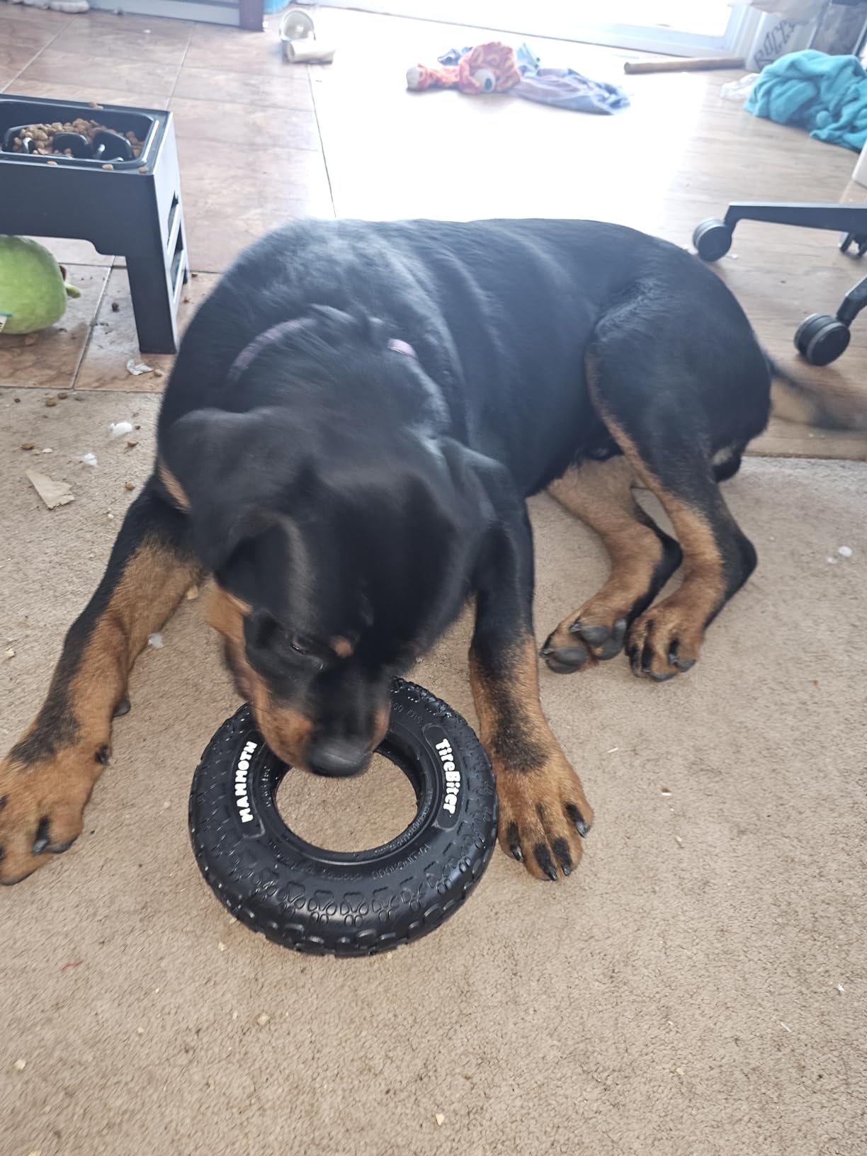 Mammoth TireBiter Originals - Natural Rubber Dog Toys - Dog Toys for Extra Long Interactive Play - Strong Chewer Toys for Dogs - Large, 10” customer photo 2