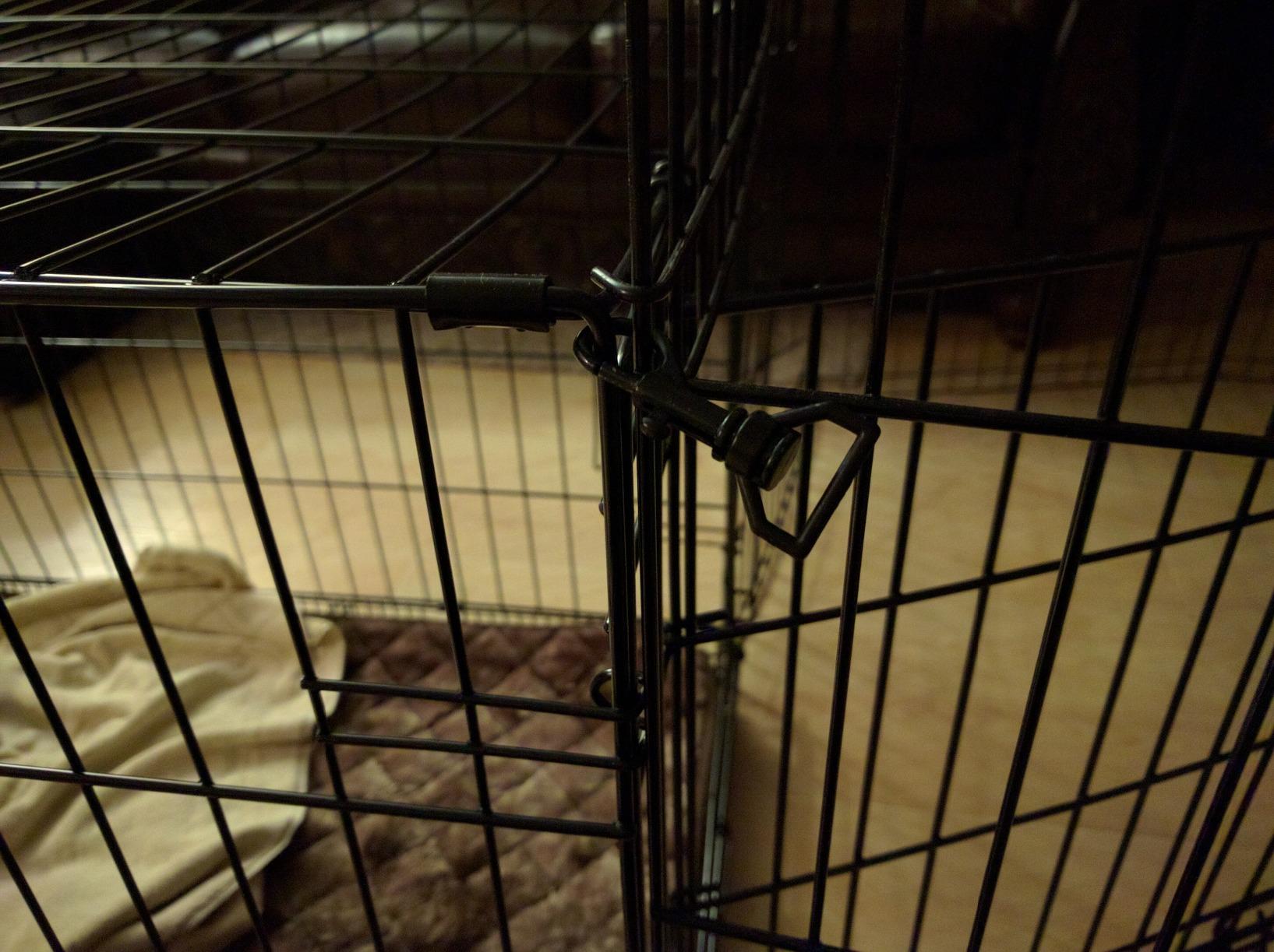MidWest 42-Inch Exercise Pen, Single Door, 16 Sq Ft Play Area customer photo 2