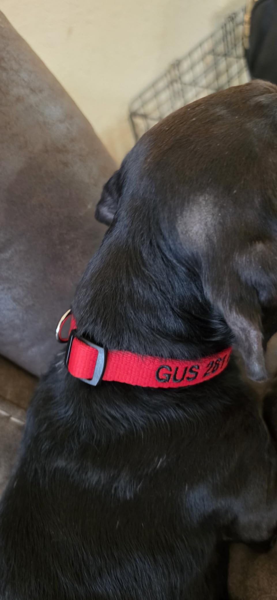GoTags Personalized Dog Collar, Custom Embroidered with Pet Name and Number customer photo 2