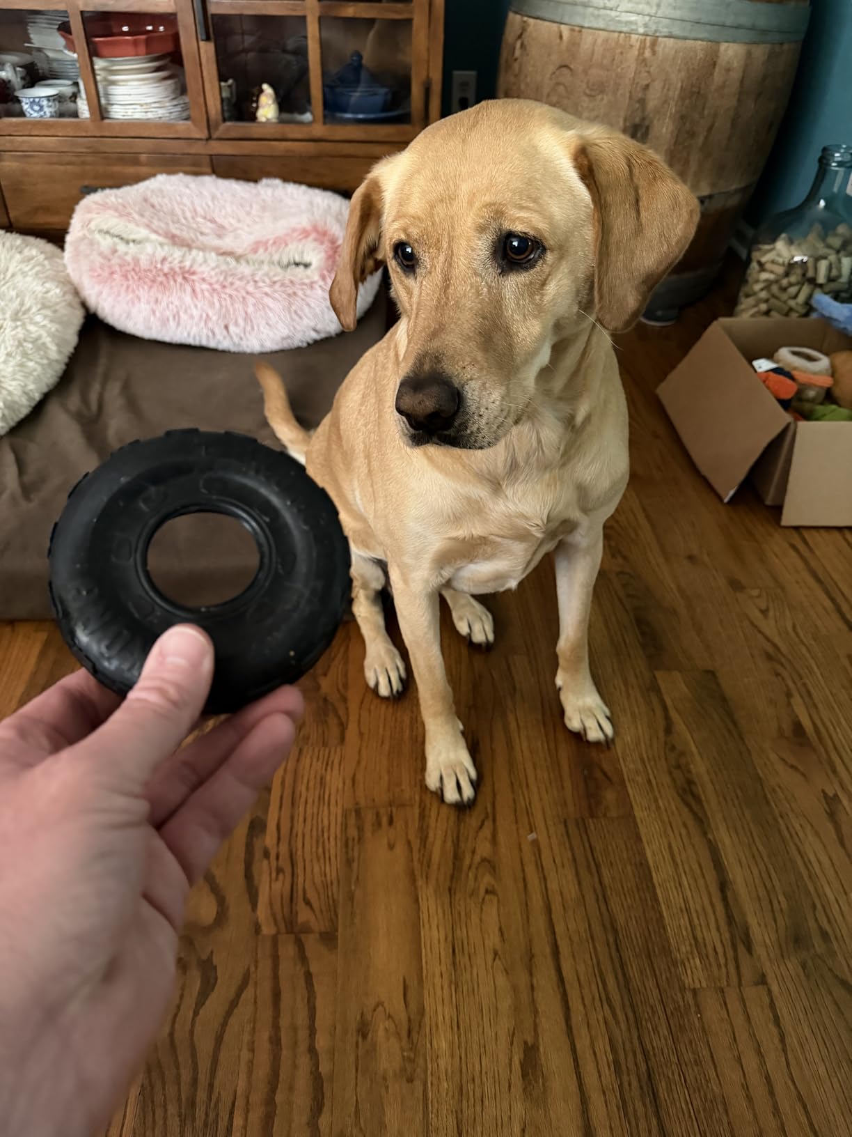 KONG Extreme Tires Natural Rubber Chew Toy, for Medium/Large Dogs customer photo 2