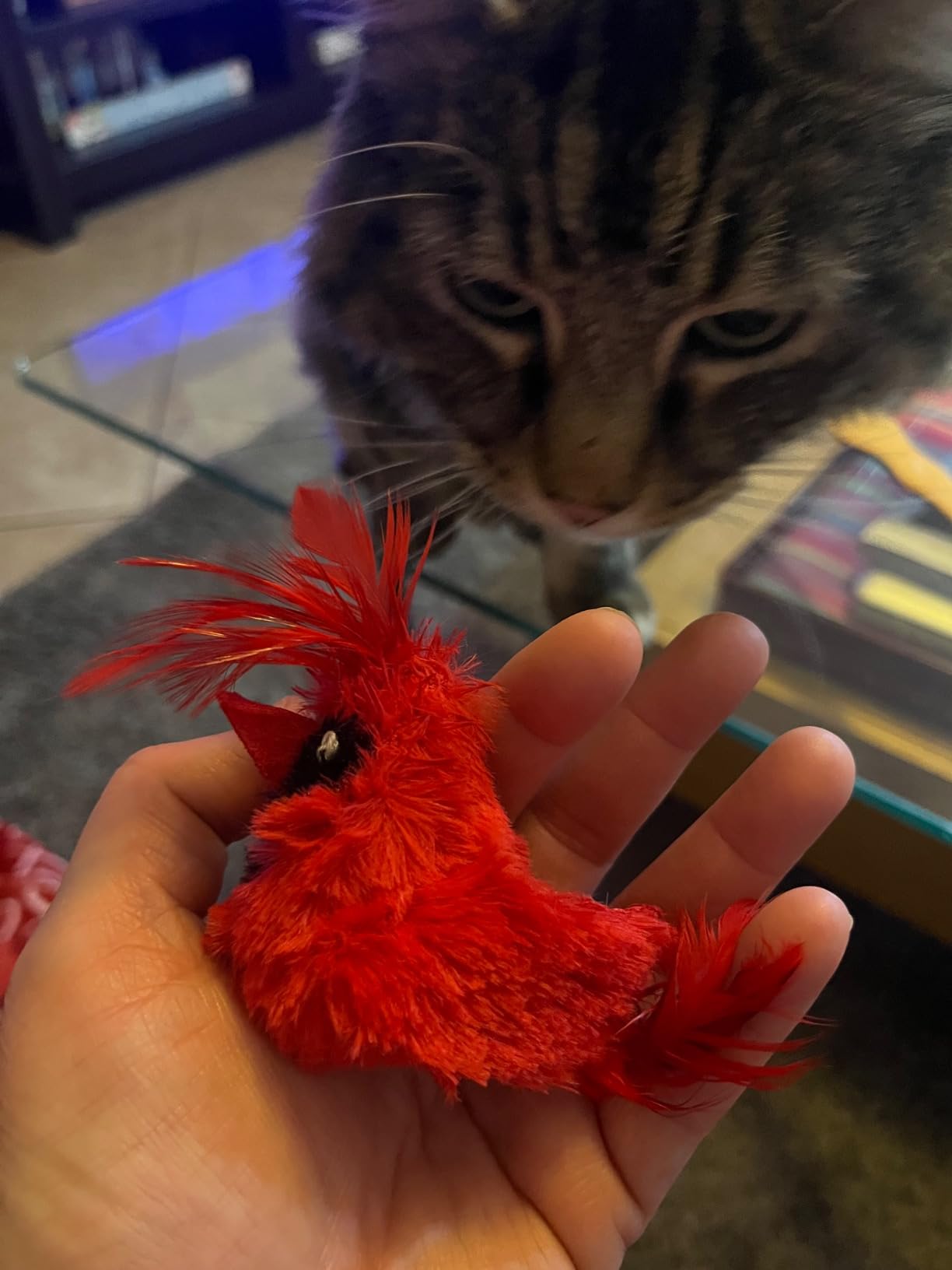 OurPets Play-N-Squeak Real Birds Interactive Cat Toys with Catnip (Cat Toys for Indoor Cats; Catnip Toy for Cats with Bird Chirping Electronic Sound and Feather) customer photo 1