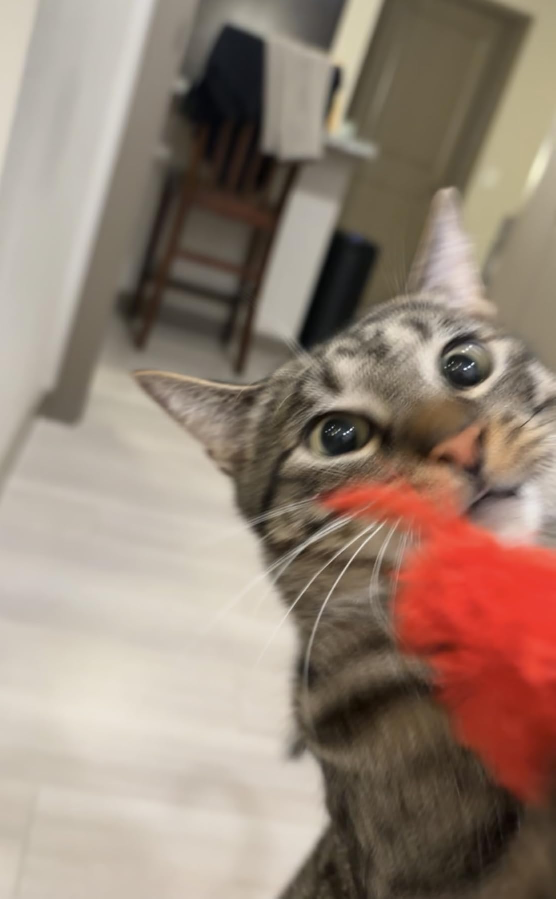 OurPets Play-N-Squeak Real Birds Interactive Cat Toys with Catnip (Cat Toys for Indoor Cats; Catnip Toy for Cats with Bird Chirping Electronic Sound and Feather) customer photo 2