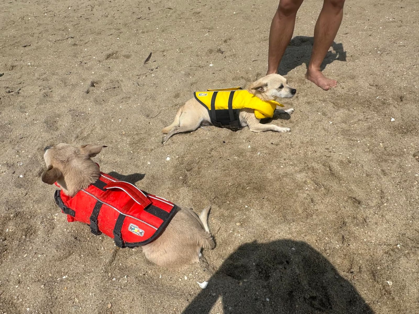 Outward Hound Granby Splash Dog Life Jacket, Life Vest, Orange, Large customer photo 1