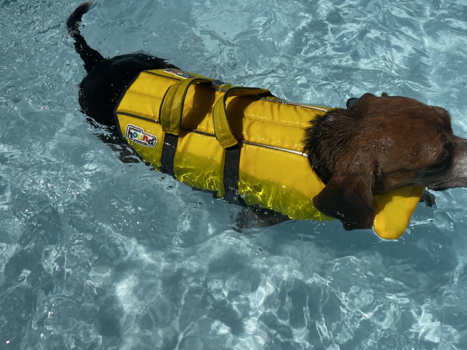 Outward Hound Granby Splash Dog Life Jacket, Life Vest, Orange, Large customer photo 2