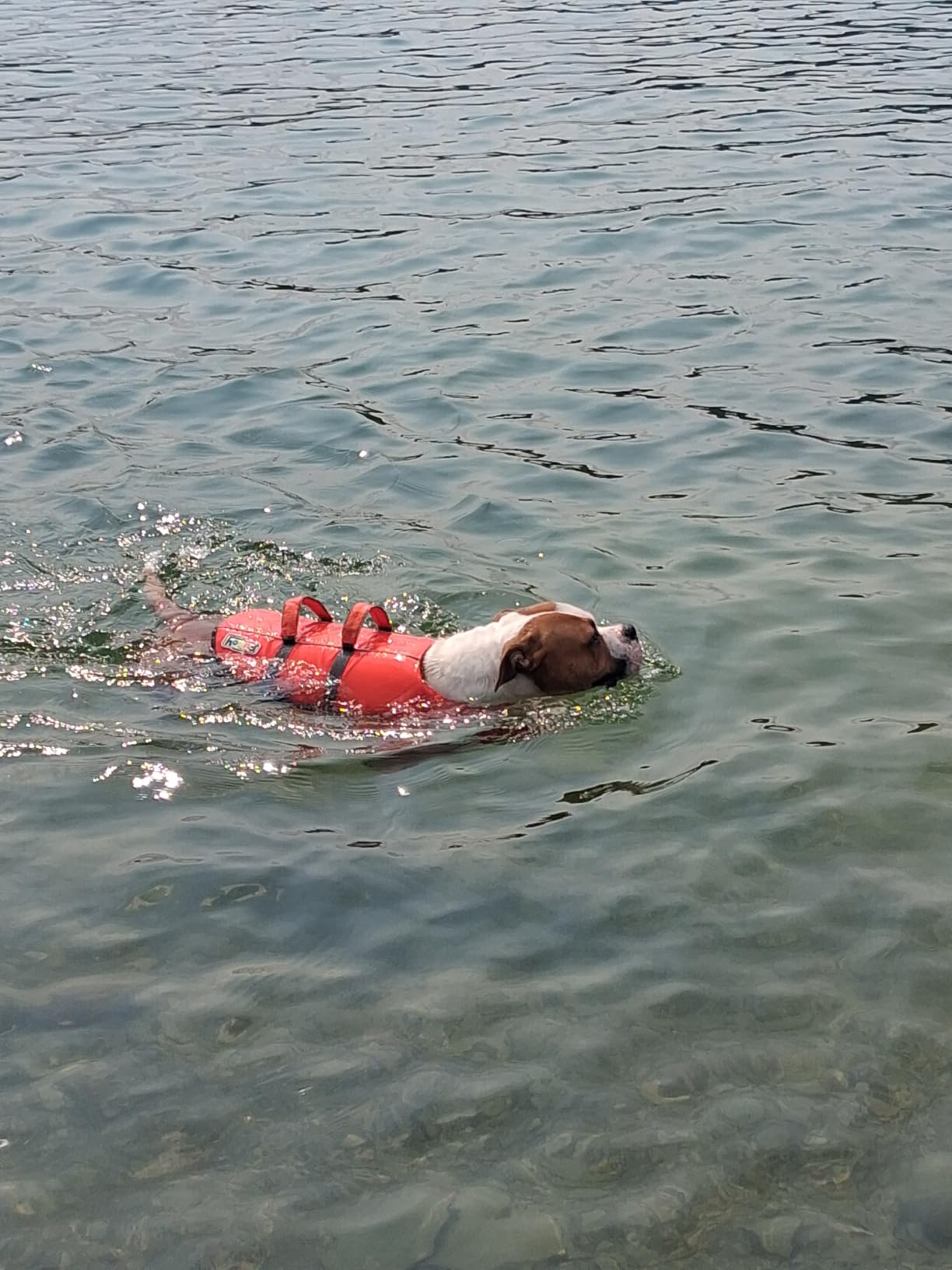 Outward Hound Granby Splash Dog Life Jacket, Life Vest, Orange, Small customer photo 2