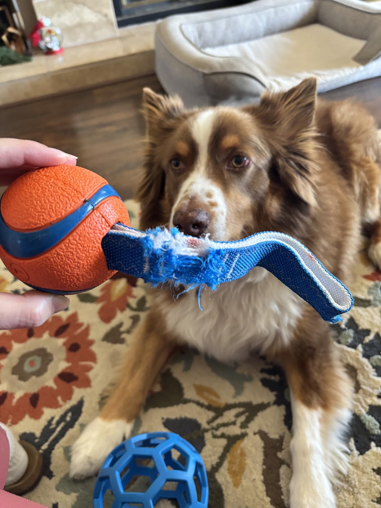 Chuckit! Ultra Tug Dog Toy, Medium, Fetch & Tug Ball for Dogs 20-60 Pounds customer photo 2